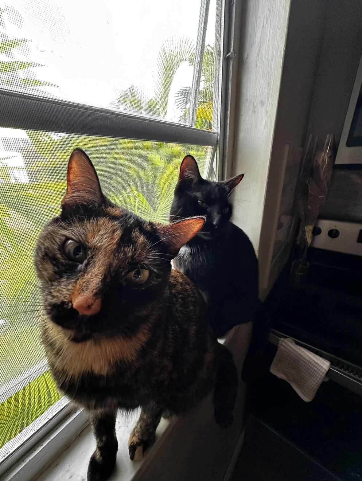 Two cats sitting on a windowsill, one with tortoiseshell fur and the other black, gazing outside through a window screen.