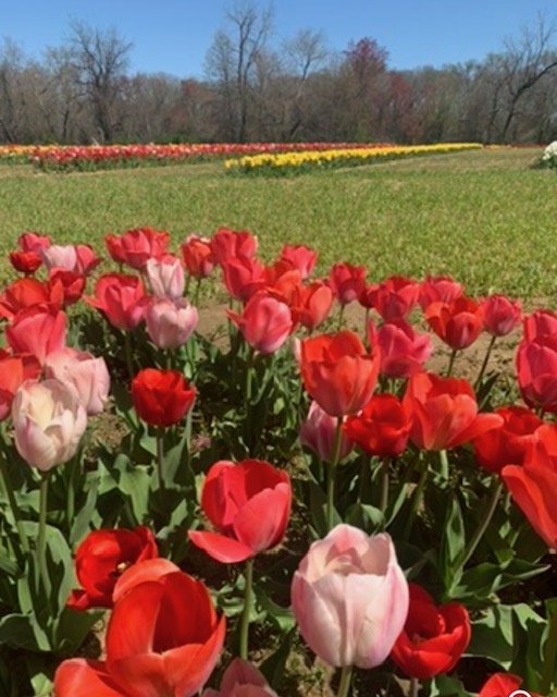 Plein Air at Dalton Tulip Farm