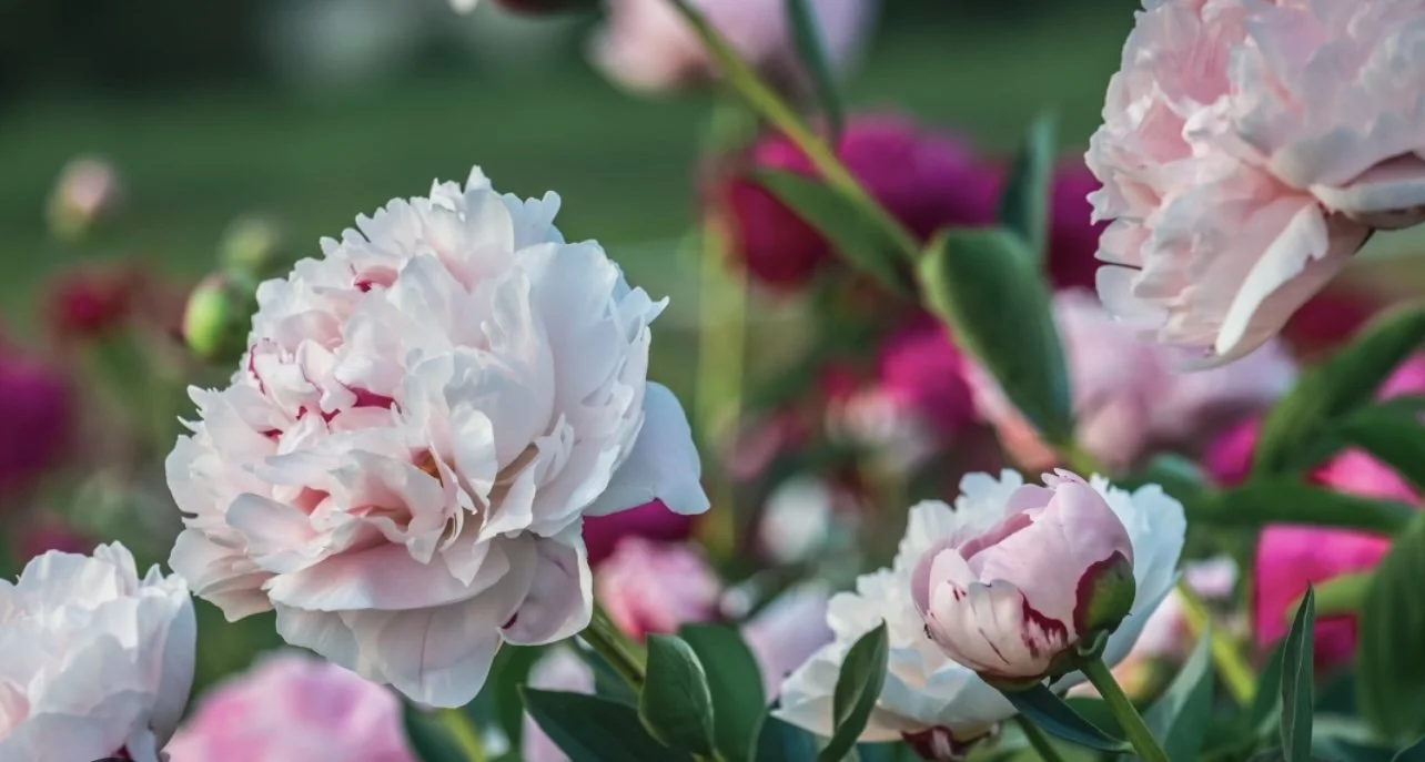 Plein Air at Styers Peony Festival