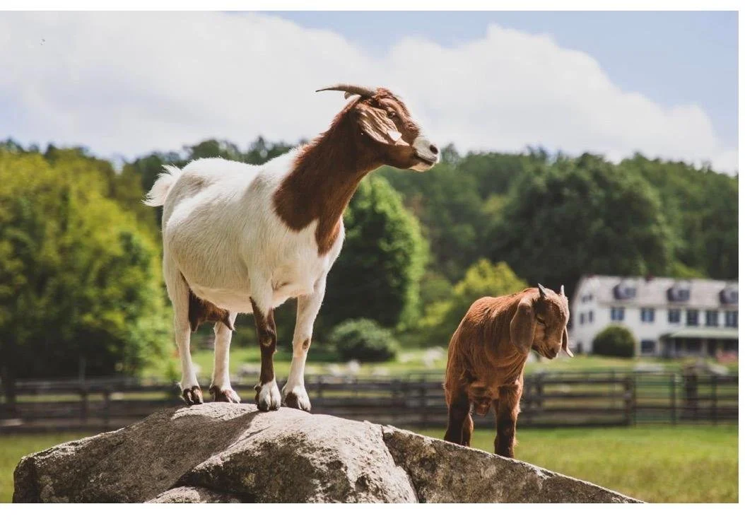 Plein air painting at Springton Manor Park