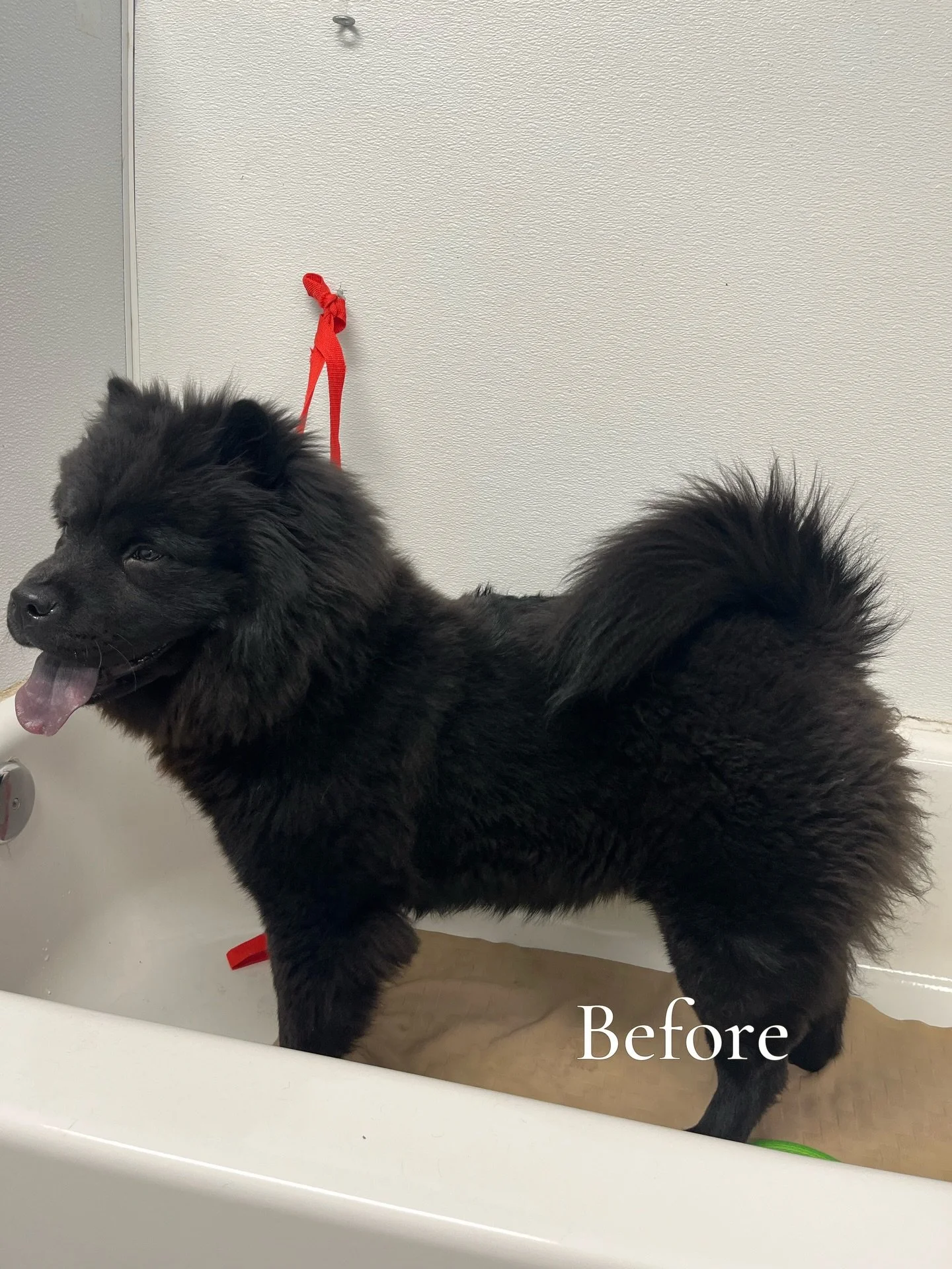 Koa 🤍 Her coat is so shiny after her groom!! If you want to book your pup you can always DM us or click the link in our bio 🐶🐾 #chowchow #petgrooming #capcoralpets