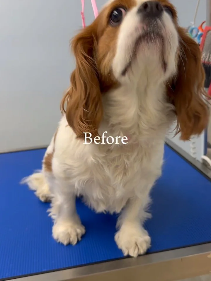 This little cutie is Shelby the cavalier king charles spaniel 🐶 She was perfect for her groom and is looking bright and soft 🥰🐾
-
-
-
-
Link in bio to book your pup or DM us 🐾
-
#petgrooming #cavalierkingcharles #puppy #capecoralpets