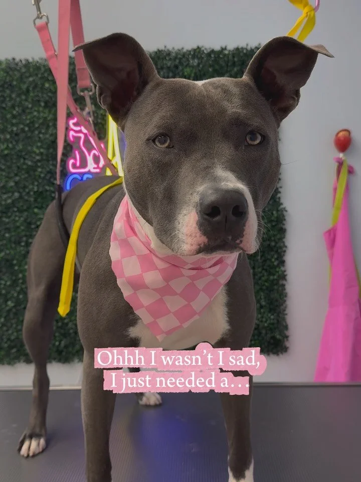 I just needed a little bit of cuteness 🤎
-
-
-
Link in bio to book your pup or DM us 🐾
-
#petgrooming #groomingsalon #doggroomer #capecoralpets #dogspa