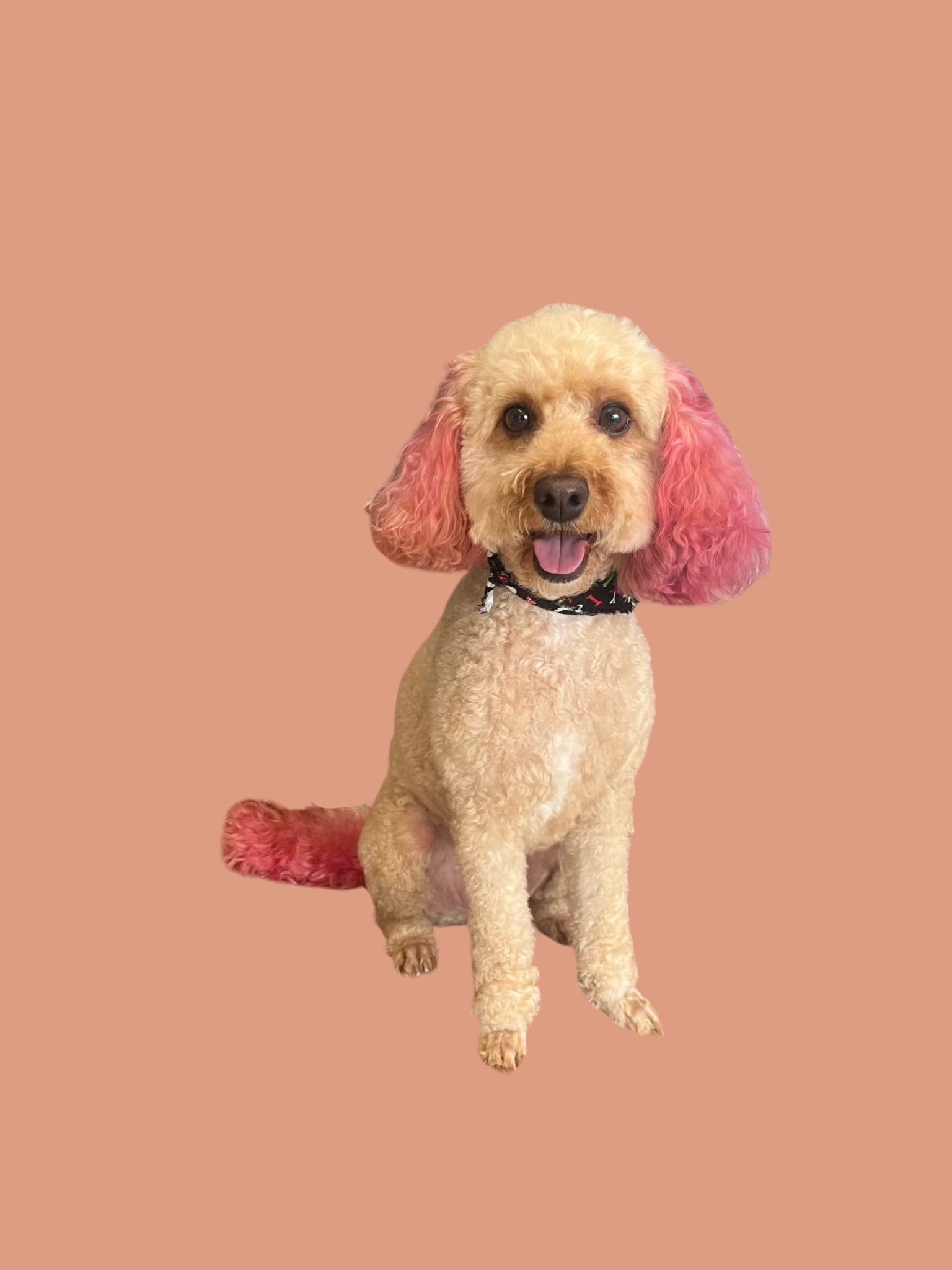 A cute apricot-colored poodle with pink dyed ears and tail, sitting on a peach-colored background, looking at the camera with a happy expression.