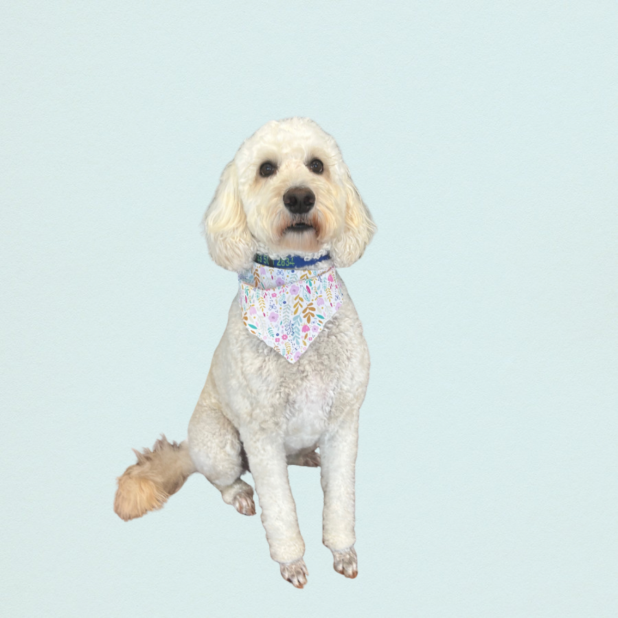 A white dog with curly fur wearing a colorful bandana on a light blue background.