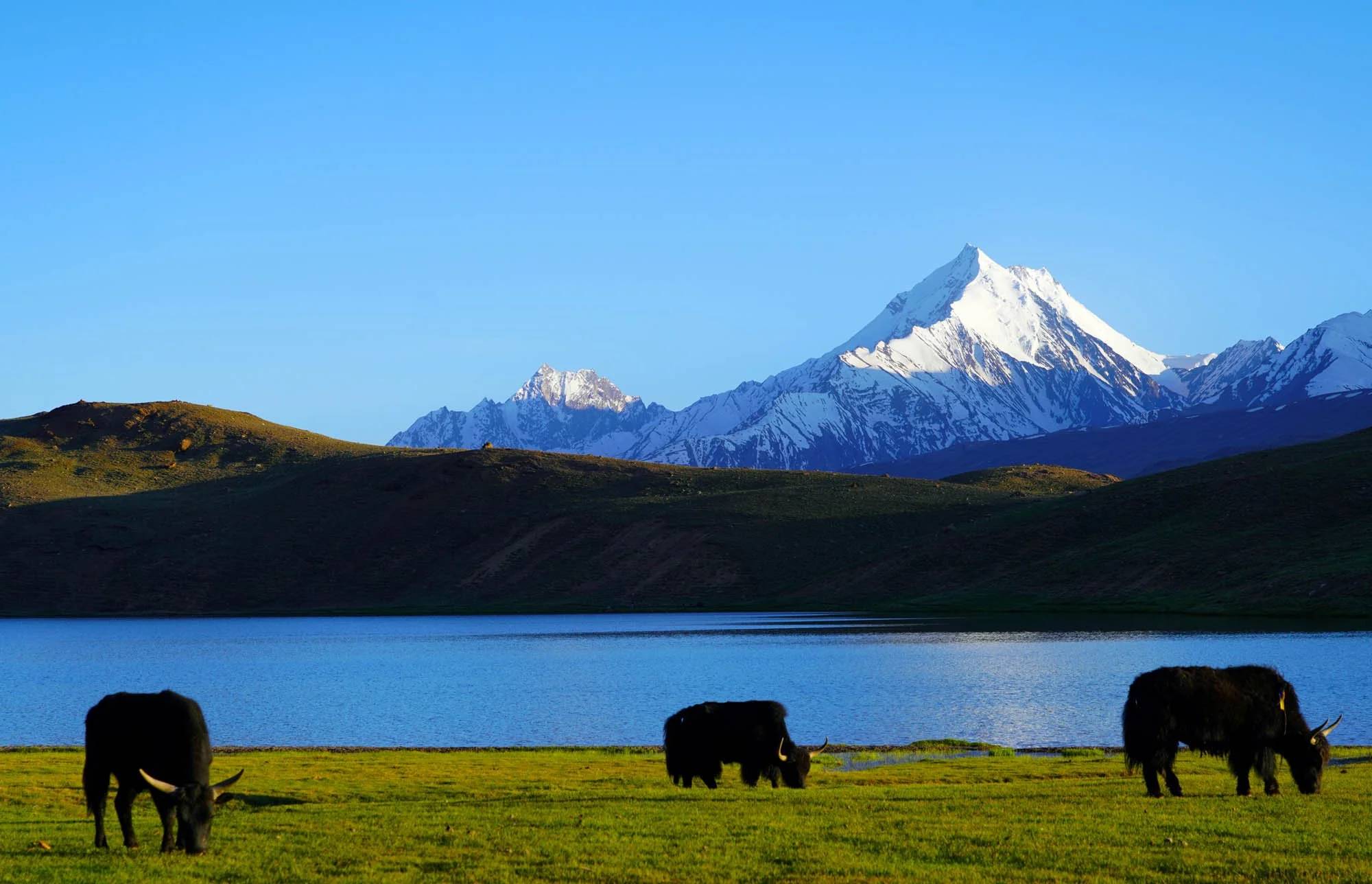 A mountainous landscape features a snow-capped mountain in the background, a body of water in the middle ground, and a green field with grazing yaks in the foreground.