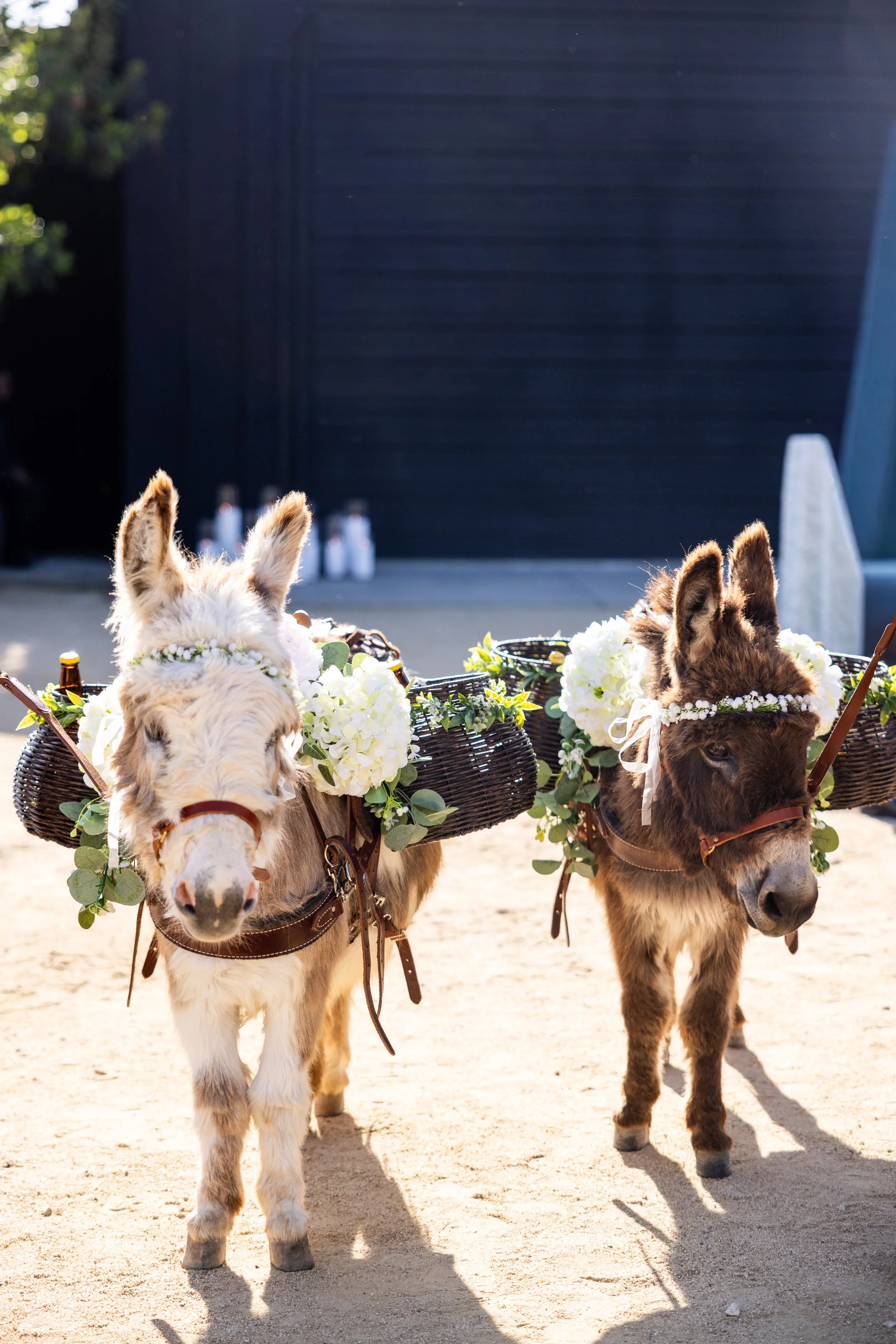 roblar_farm_wedding-39.jpg