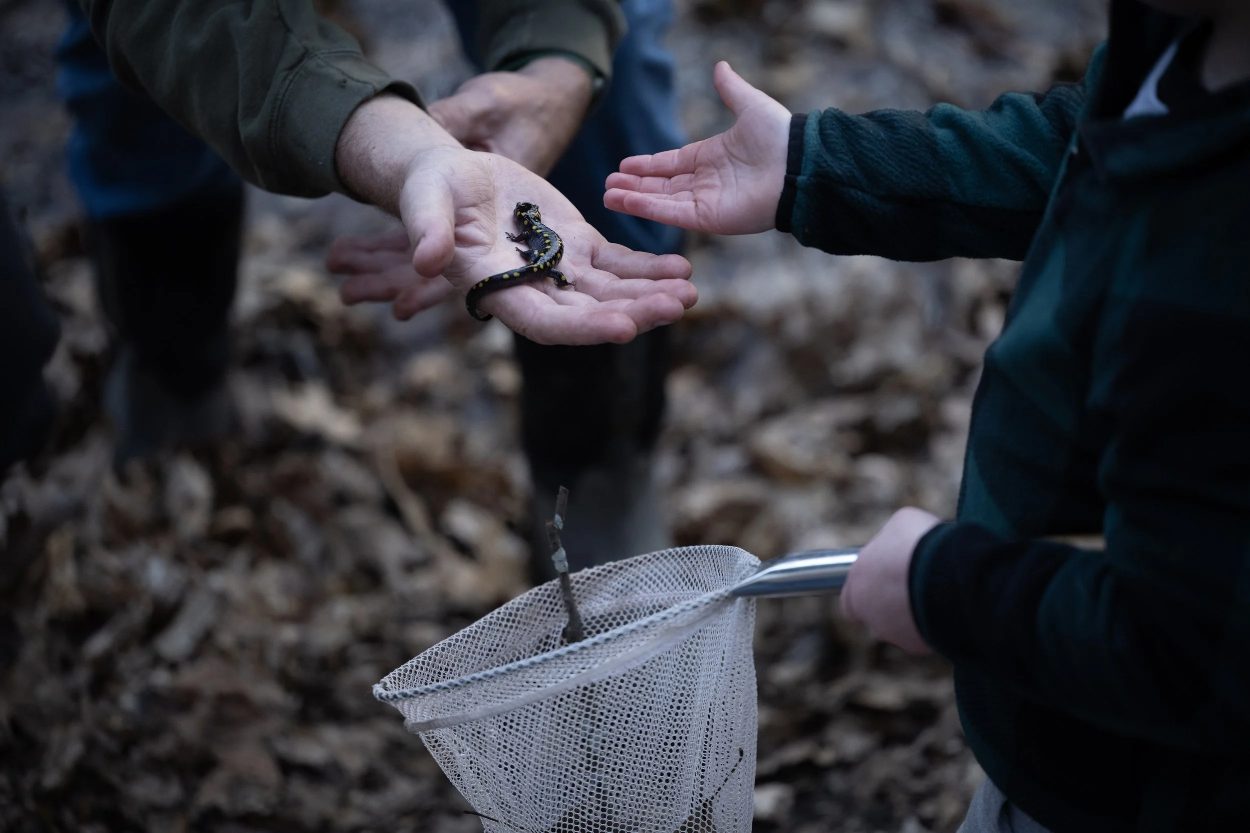 John Bateman hands a spotted salamander to Robert, Friday, March 21, 2025, in Mendon, N.Y. (AP Photo/Maryel Pryce)