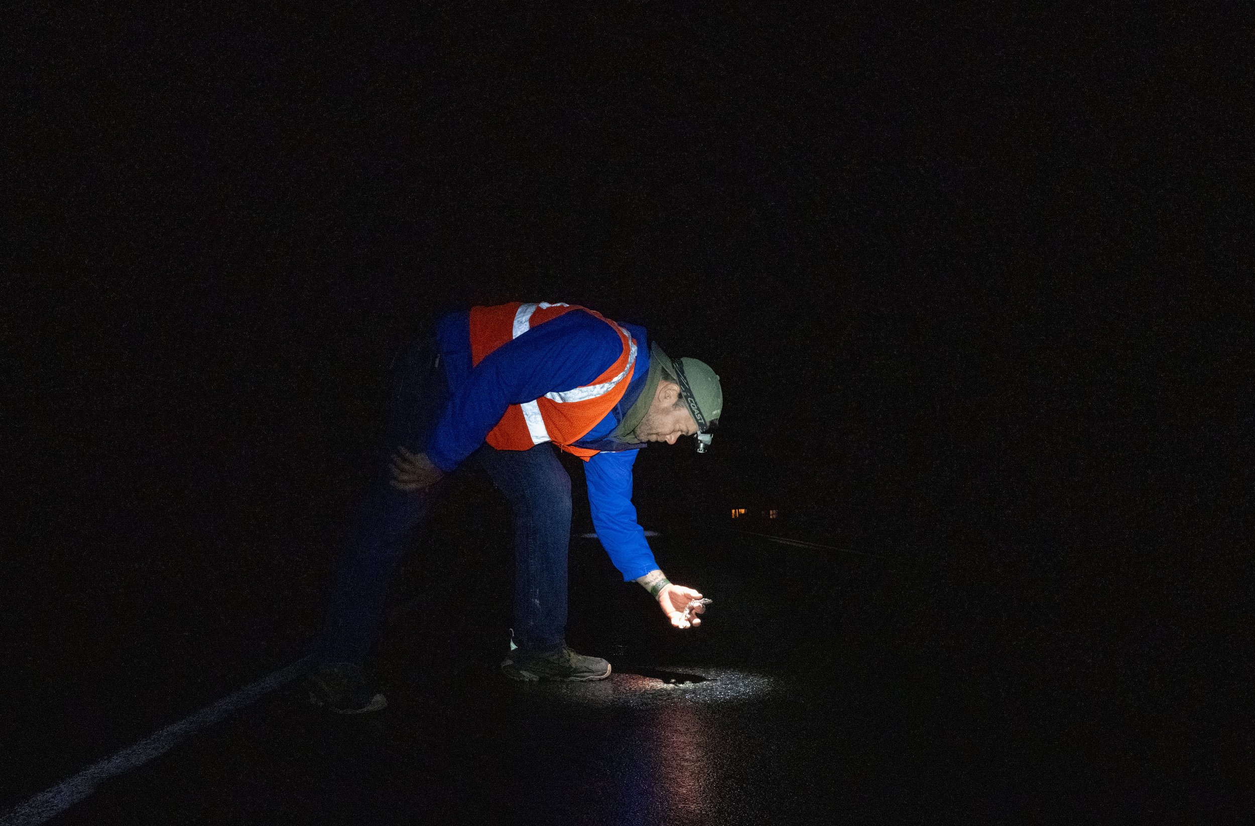 John Bateman, a wildlife professor, helps a spotted salamander cross a road Friday, March 28, 2025, in Honeoye, N.Y. (AP Photo/Maryel Pryce)
