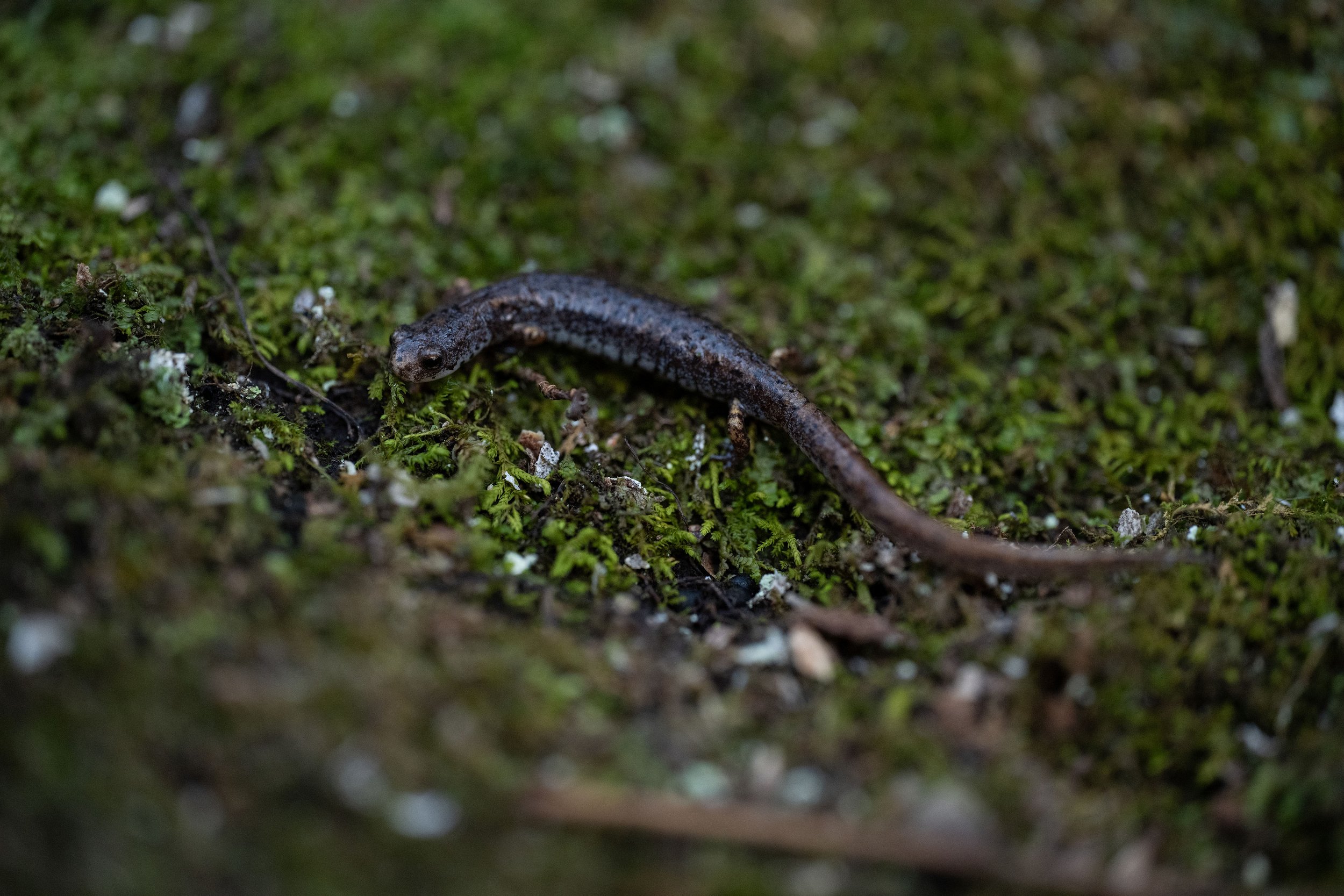 A four-toed salamander crawls Friday, March 21, 2025, in Mendon, N.Y. (AP Photo/Maryel Pryce)