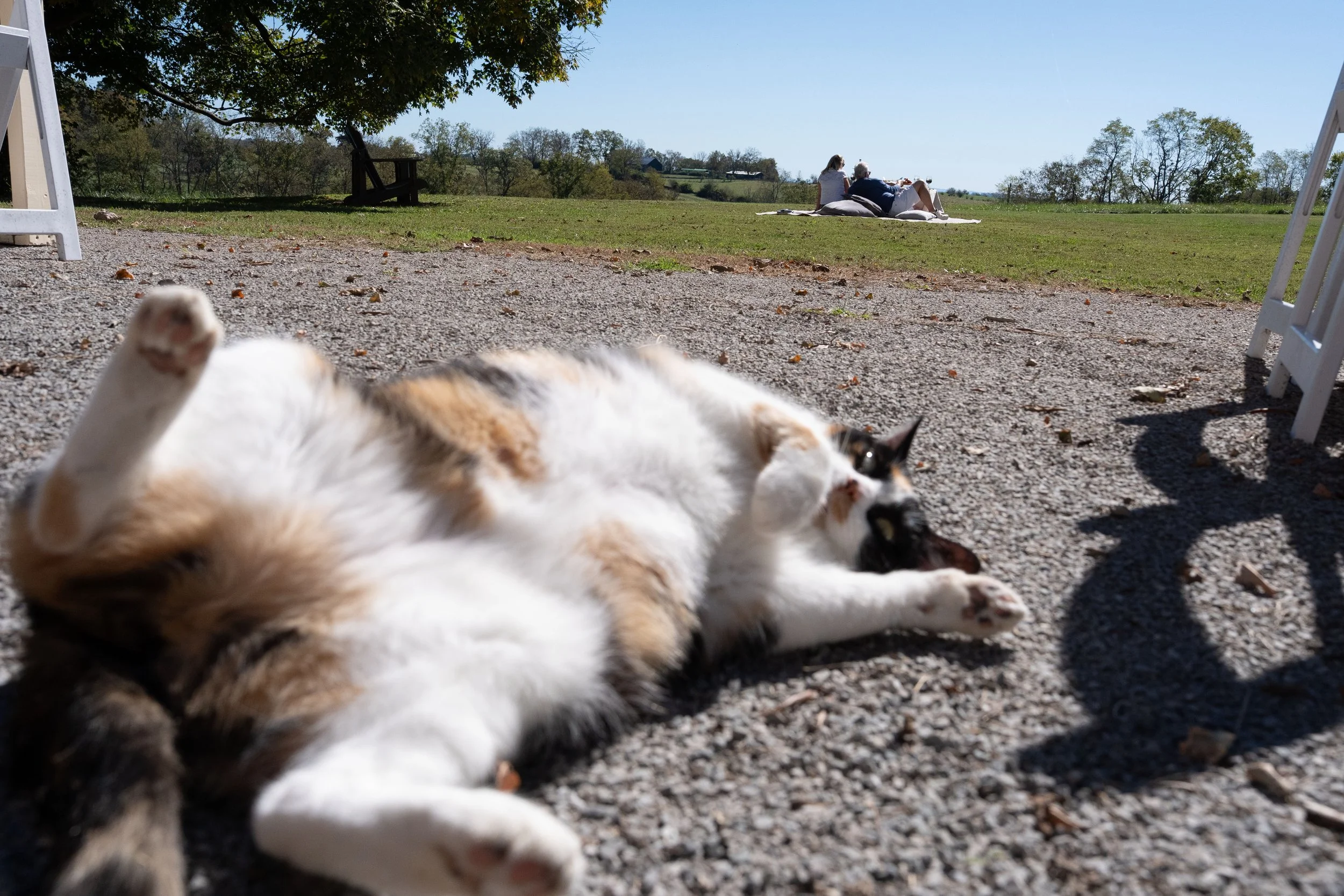 Peaches lays in the sun at Harkness Edwards Vineyards while visitors have a picnic in the grass on Oct. 21, 2026 in Winchester, KY. “In my business, you have to have an experience,” Nini, the owner of Harkness Edwards Vineyards, said. “That’s why I d