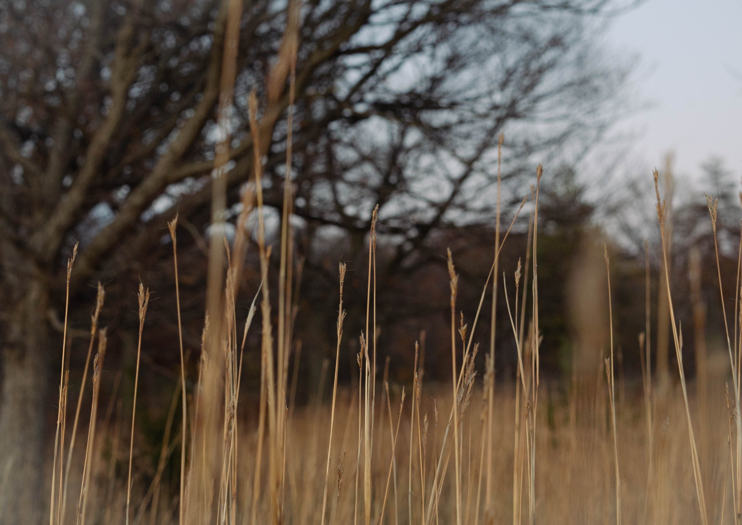 walk-1-15.jpg