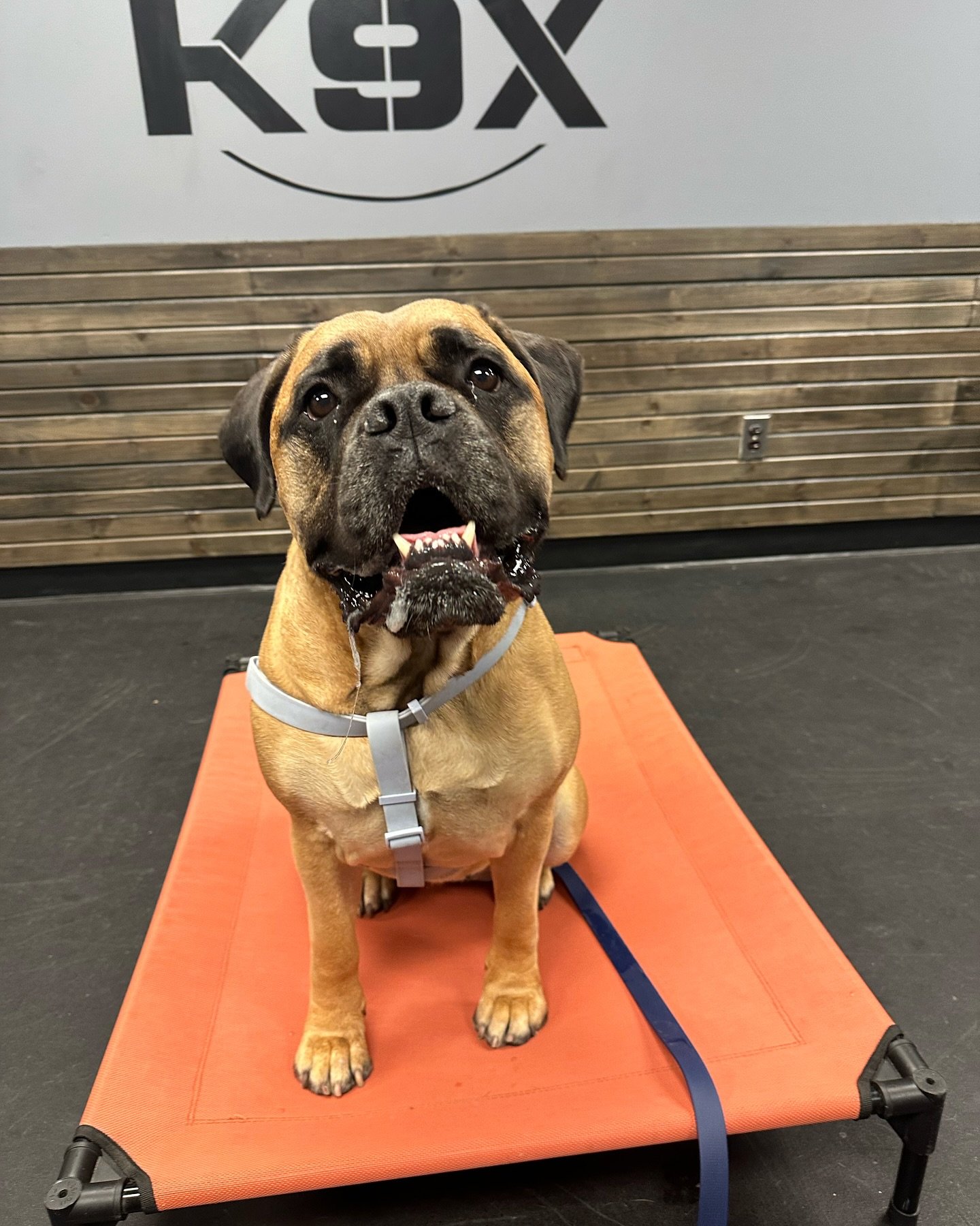 Excited to start training with Lana, our new Bull Mastiff client! 🐾✨ Ready to help this big girl learn and grow with us. Let&rsquo;s make some progress together, Lana! 

#DogTraining #BullMastiff #K9XTraining #dogsofinstagram #dog #dogs #dogtrainer 