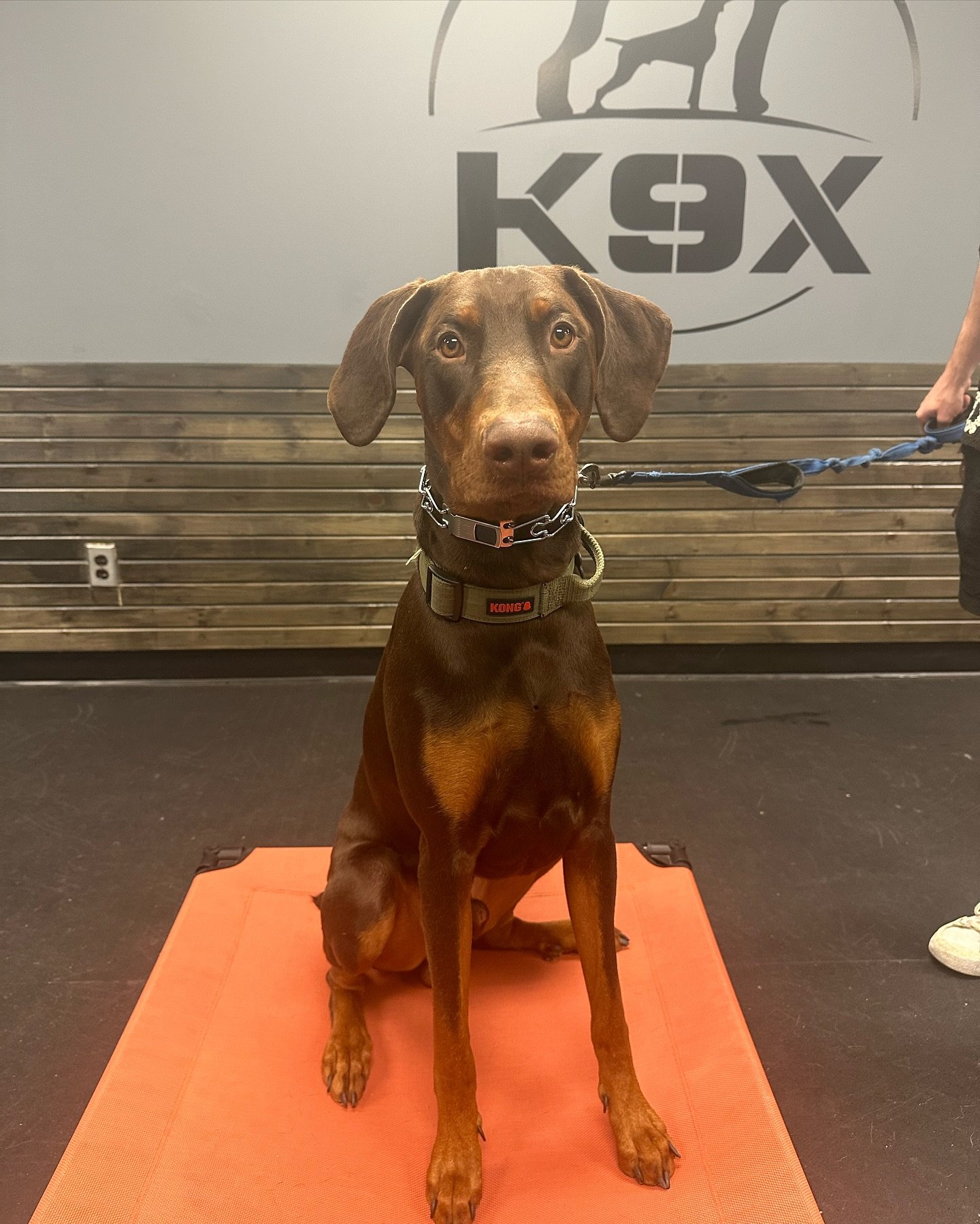 Welcome, Mr. Steele! 🎉🐾 This charming 10-month-old Doberman already has a fantastic foundation thanks to his loving handlers. His parents discovered us during an advanced group class, and we couldn&rsquo;t be happier about this happy accident! Our 
