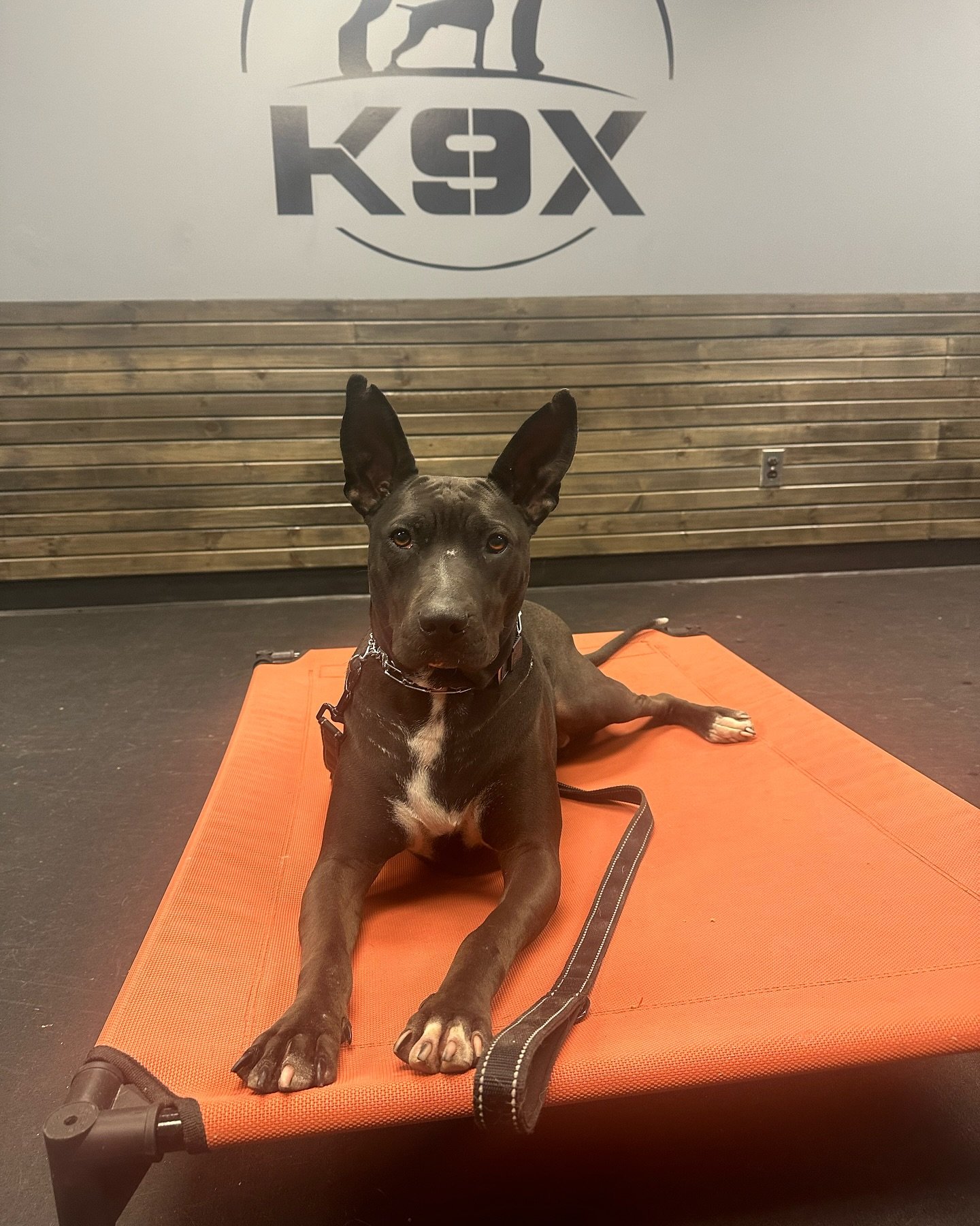 Welcome, Miss Vivian, to the K9X family! 🎉🐶 This sweet rescue from Mexico is already stealing hearts. Her amazing handler has poured so much love and dedication into helping her adjust to life in Canada. After just 3 weeks of our gentle, tailored a