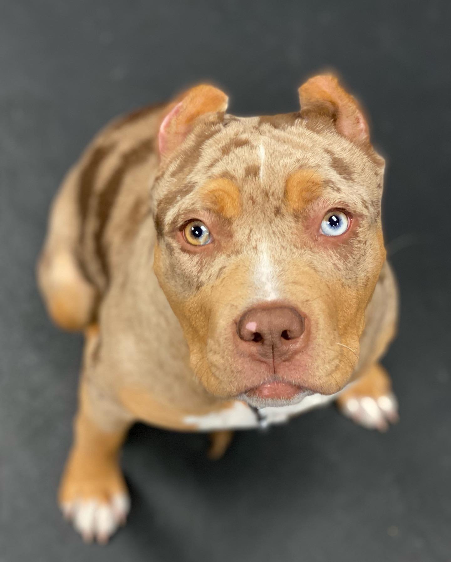 🎉We welcome all these beautiful pups to the K9X Family. 🎉
🔹🔹🔹🔹🔹🔹🔹🔹🔹🔹
We look forward to everyone&rsquo;s training journey to become the best versions of themselves