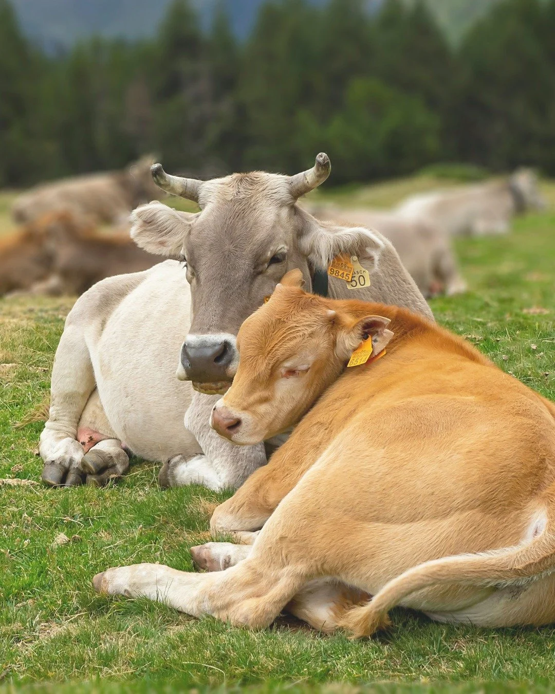 No effort. No doing. Just being.

Reiki keeps meeting us where we are&mdash;then asking, softly, &ldquo;Are you ready to listen a little more deeply?&rdquo;

No rush. No pressure. Just the quiet presence of two beings resting together, and the next m