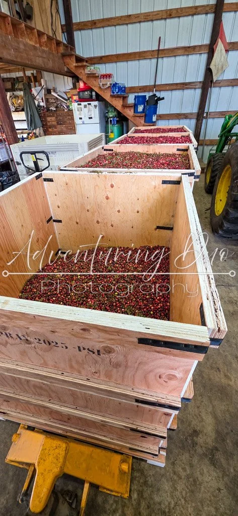 Bins of sorted Cranberries ready to ship out to Ocean Spray from Grayland Washington