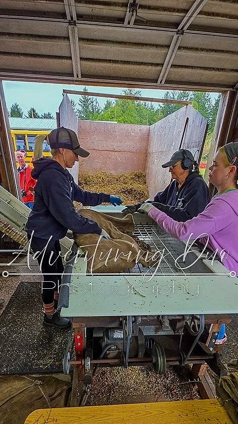 3 ladies sorting cranberries at a local cranberry bog in Grayland, Washington