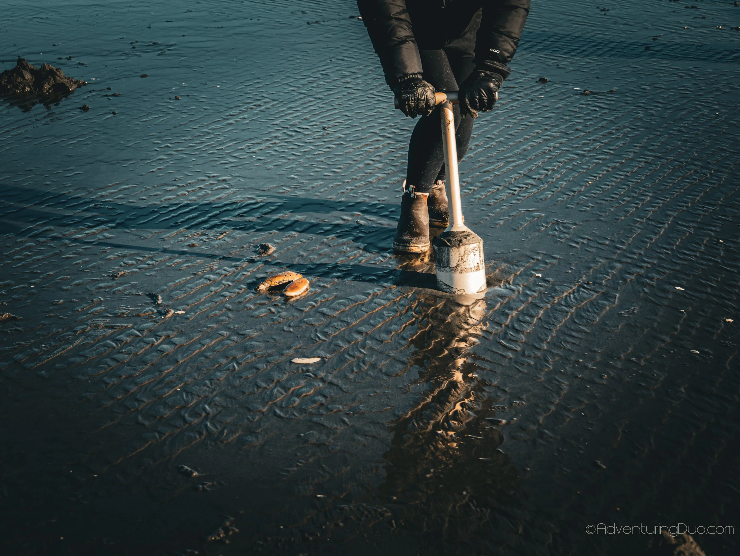 clam digging in westport, washington