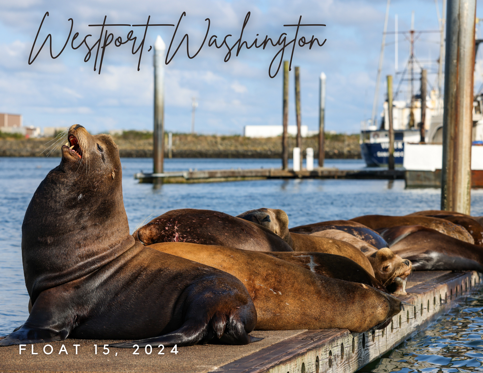 WestportSealion Postcard 2024.png