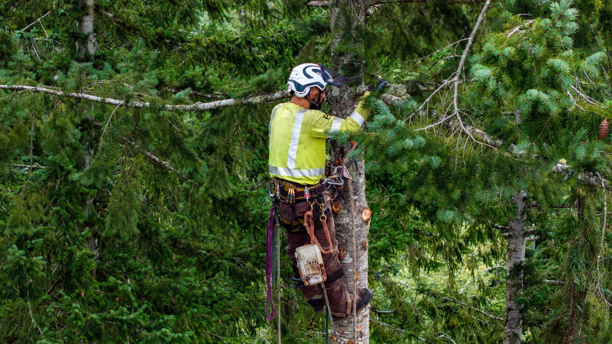 drone photography for hire in Grays harbor for tree and logging work