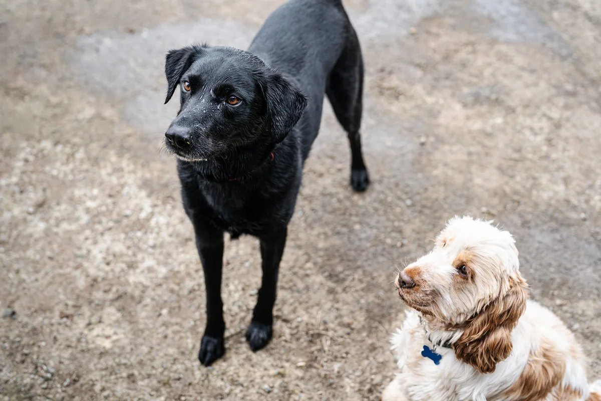 Workshop dogs hanging out at the Method headquarters, a collie-lab cross and a cockerspaniel