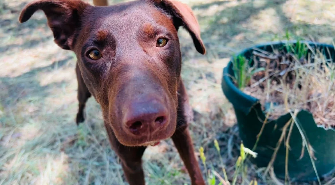 Meet Sadie: Shy but sweet and silly