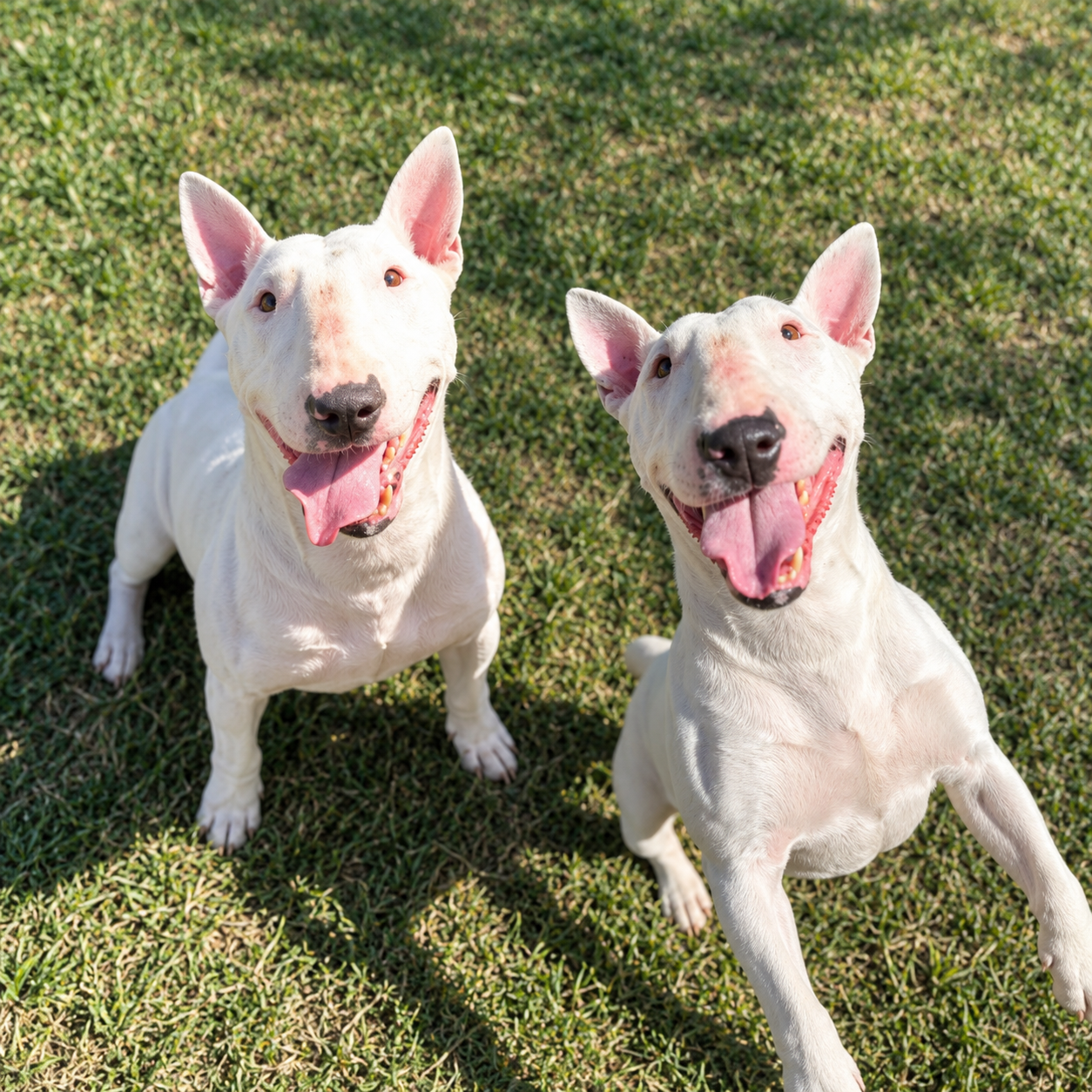 Double Trouble