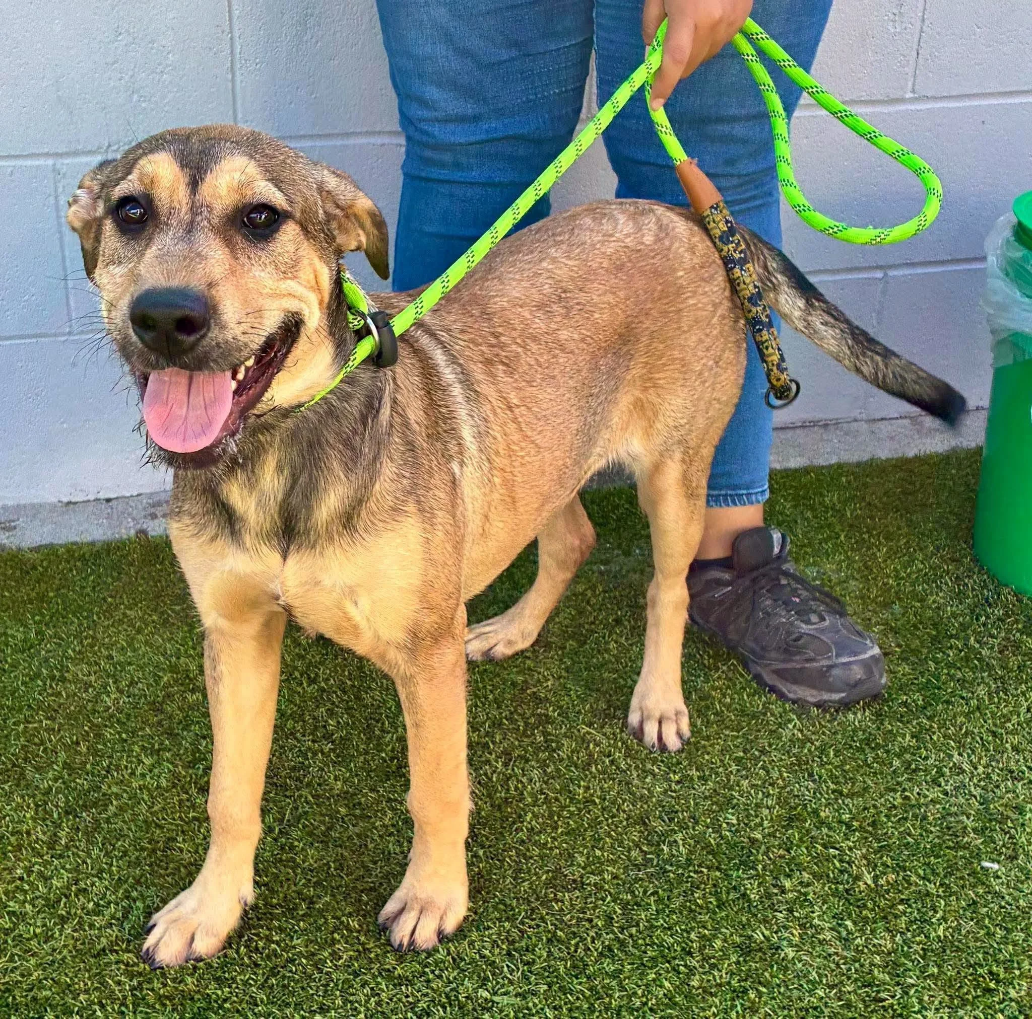 MEET AURORA — OUR BEAUTIFUL 6-MONTH-OLD IRISH WOLFHOUND/SHEPHERD MIX!