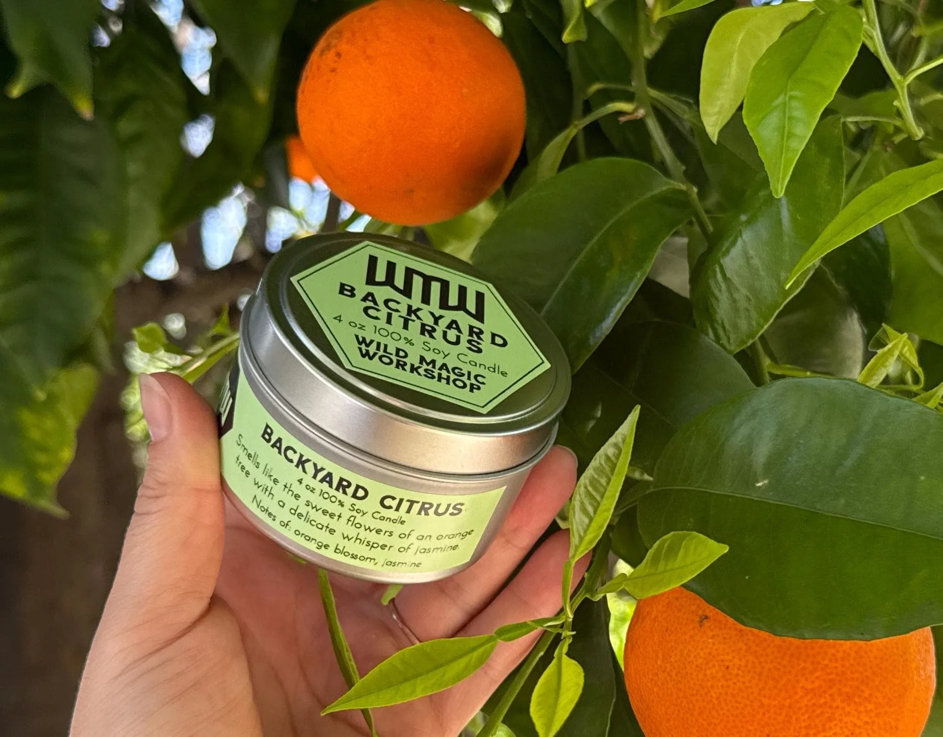 Person holding a small green tin labeled 'Backyard Citrus' and 'Wild Magic Workshop' in front of an orange tree with ripe oranges and lush green leaves.