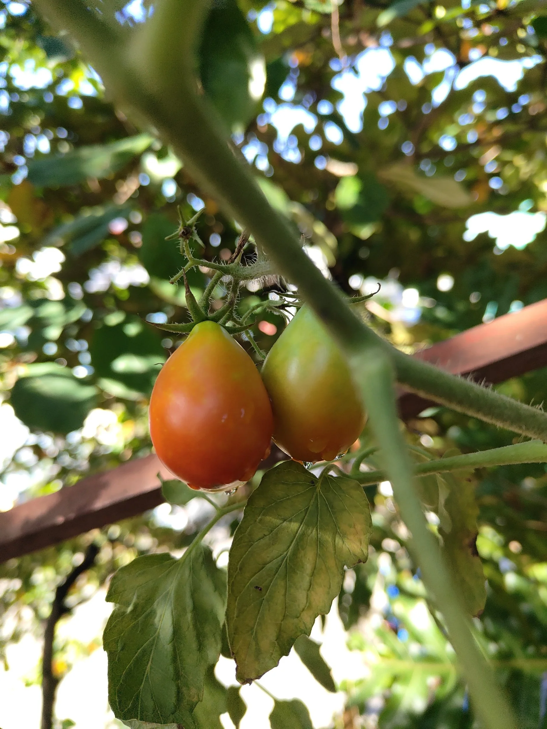 Gardening for survival