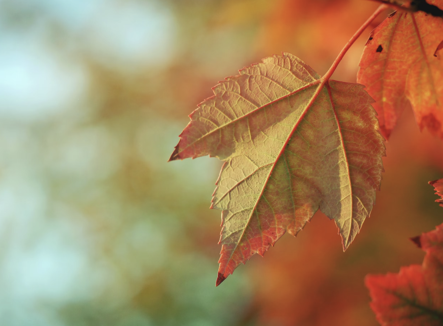 Autumn Seasonal Cleanse 2026