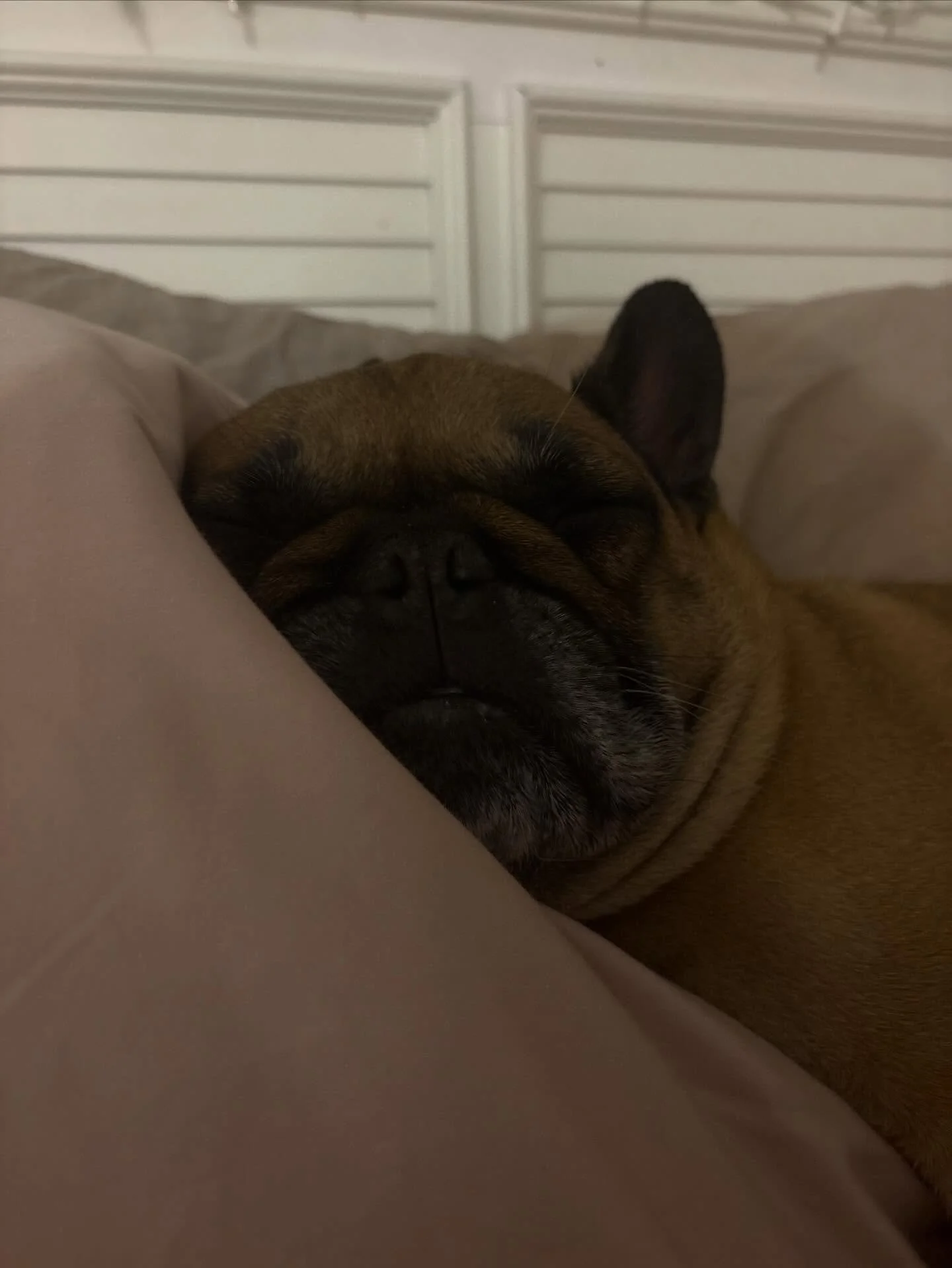 ofc my son is a pisces boy ♓️ but he clearly has gemini energy too bc life is never serious with him 🥰 happy birthday, gustavito 💕 you will never age a day in my eyes ✨ 

#mylittlepup #happybday #frenchielove