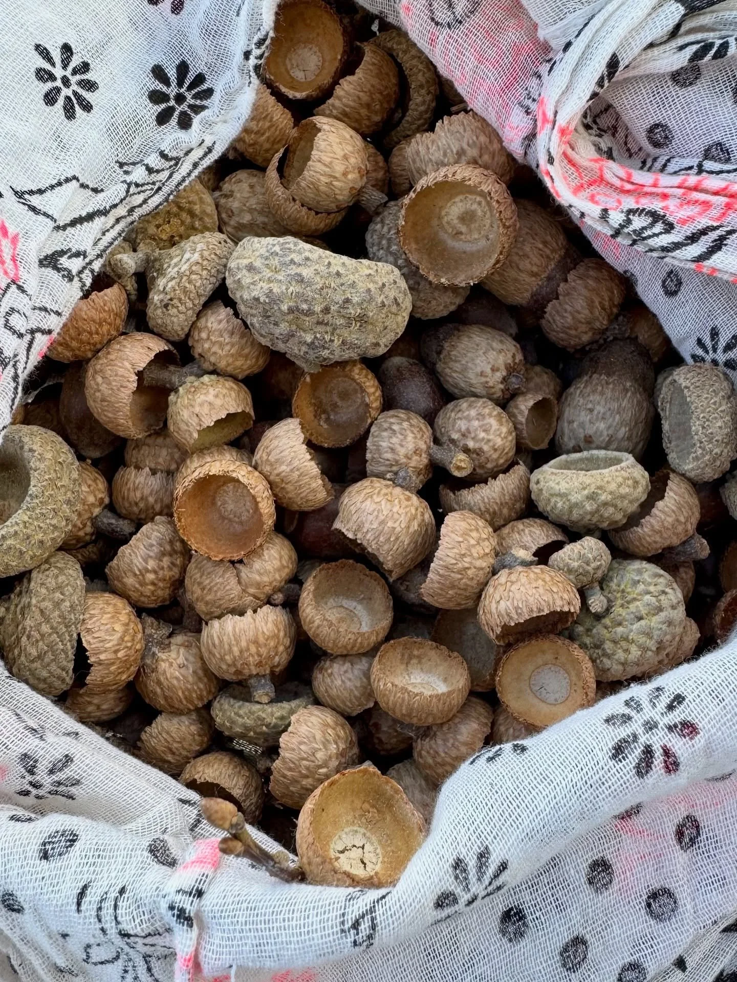 It&rsquo;s a mast year for oak trees! 

I heard that oak trees are producing an unusually large amount of acorns this year&hellip;up to 10,000 per tree!&hellip;so I had to check it out for myself. 

It&rsquo;s absolutely true. 🎉

Drove up to the mou