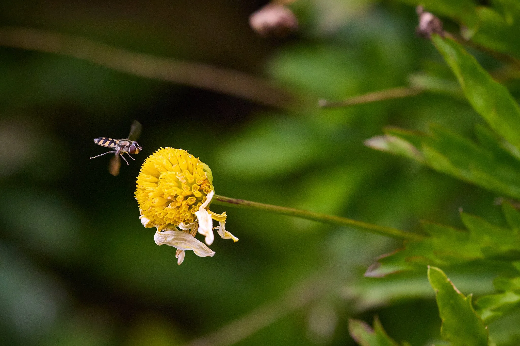 Hoverfly at 1/8000 second