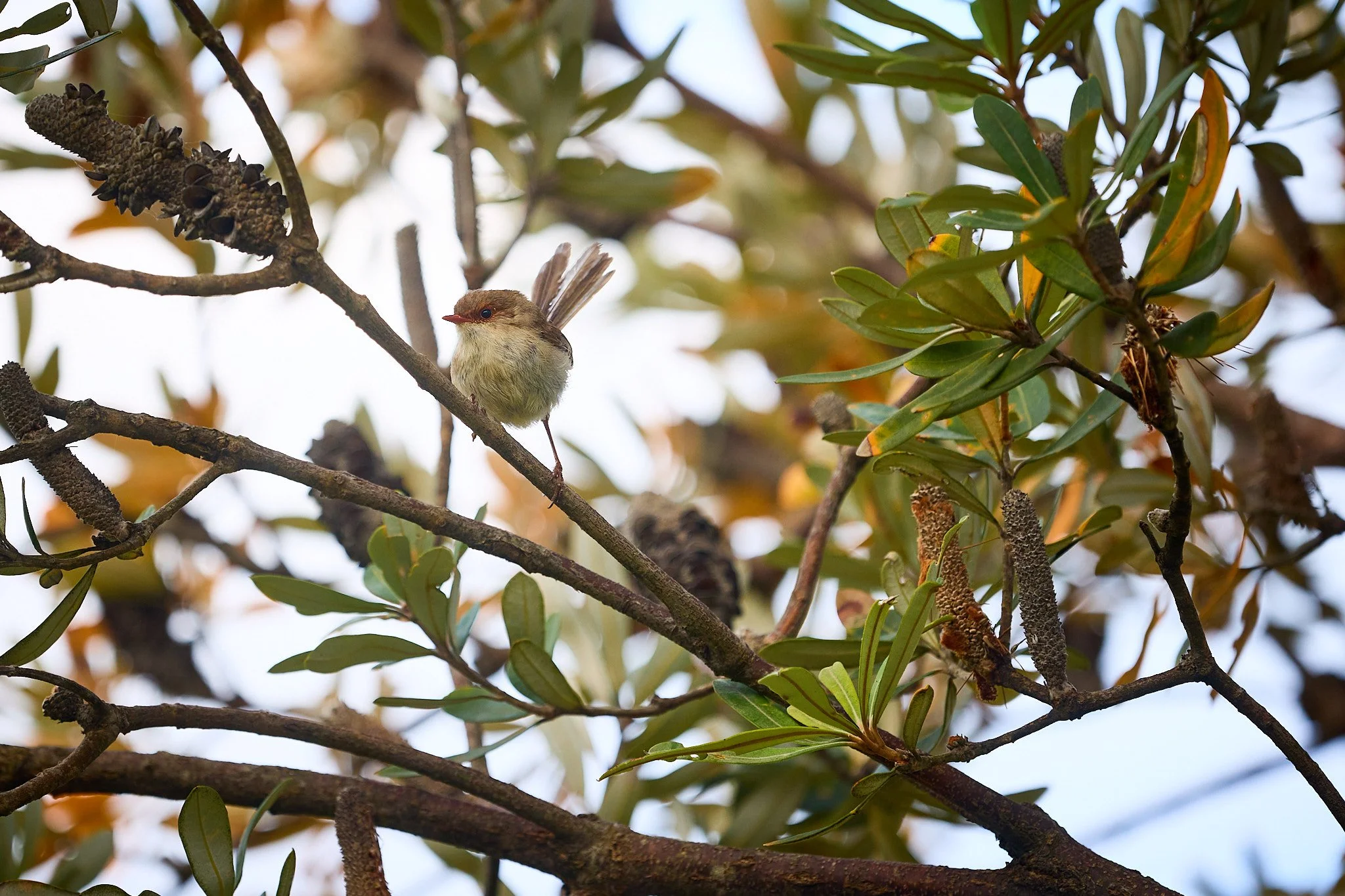 Autumn Wren