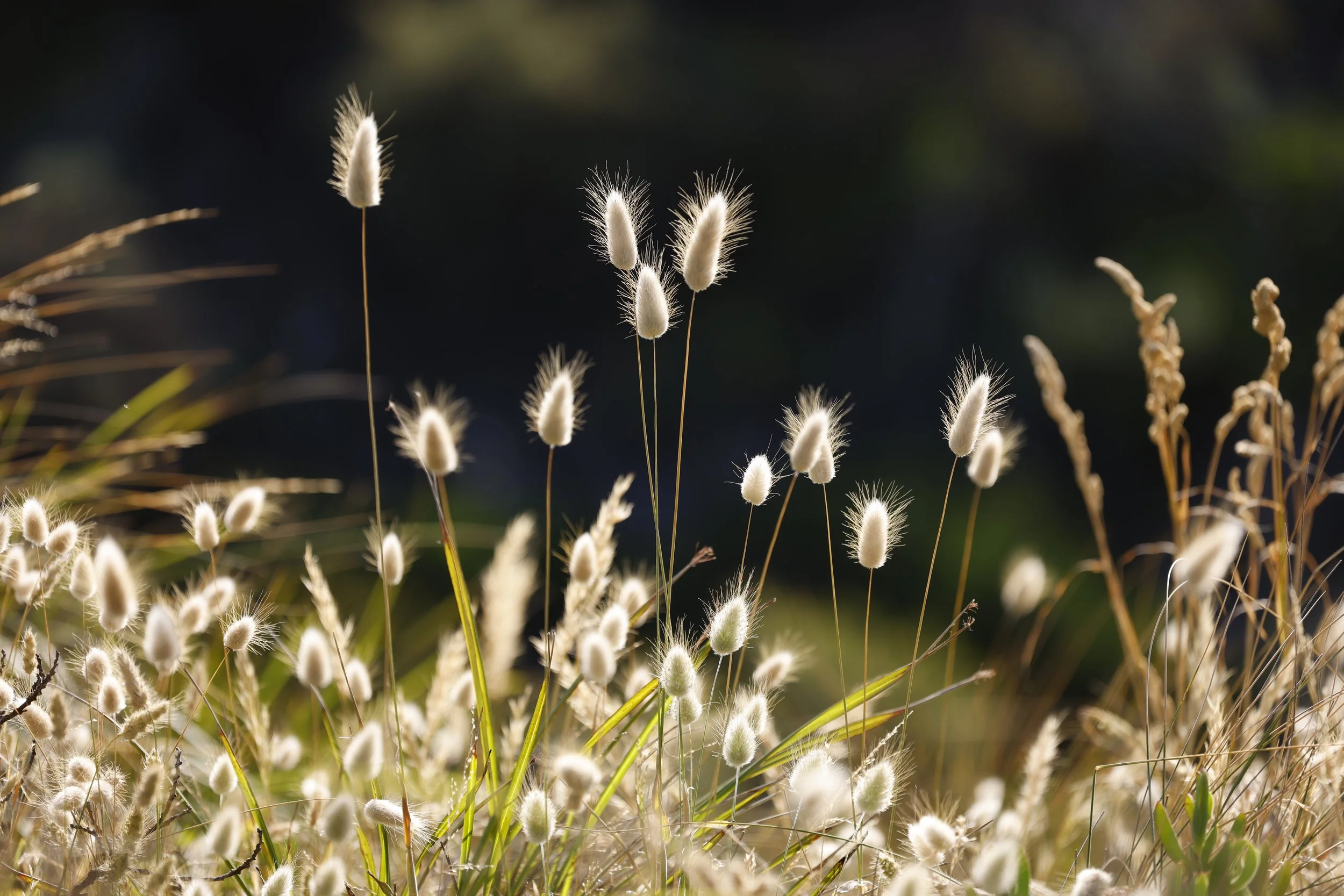 Gippsland Grasses