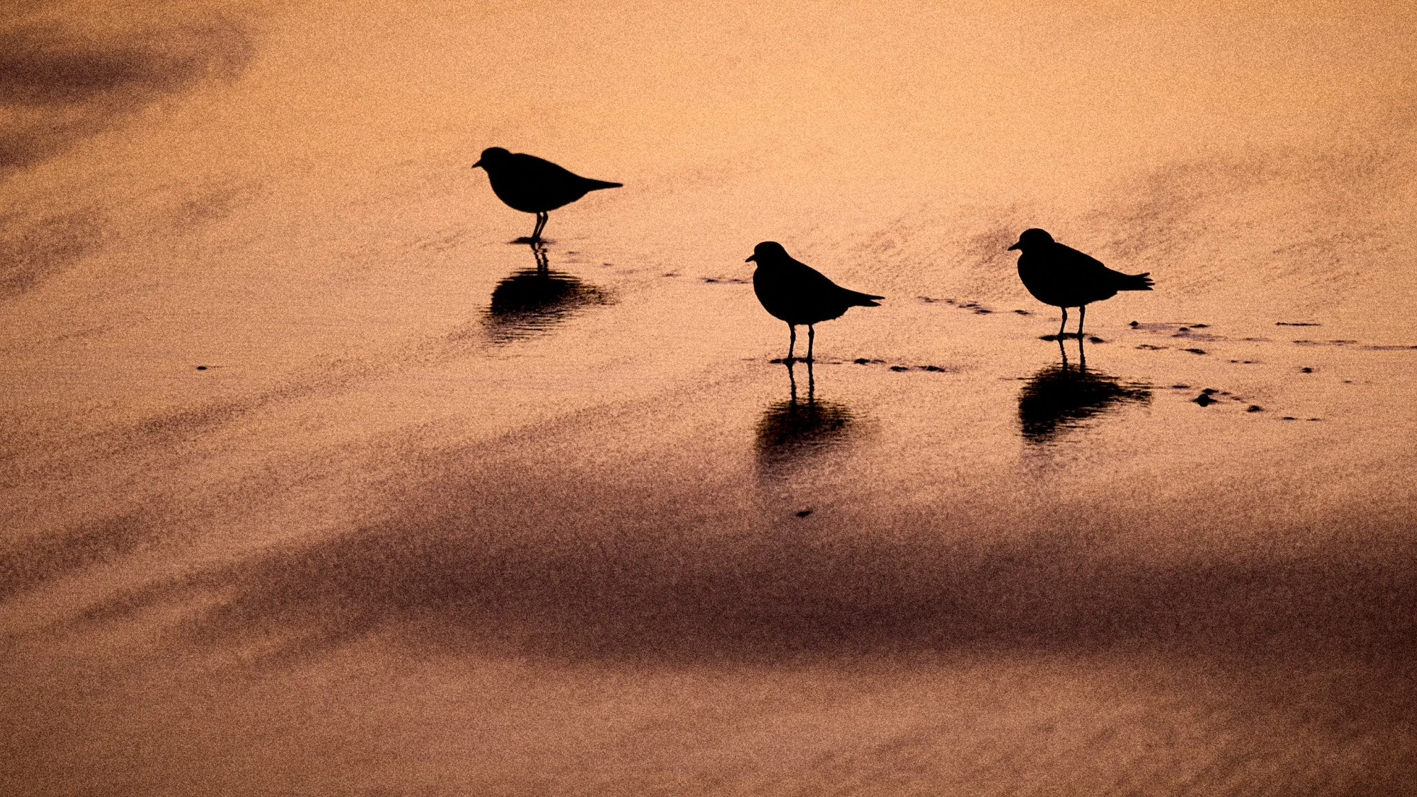 Three Hooded Plovers