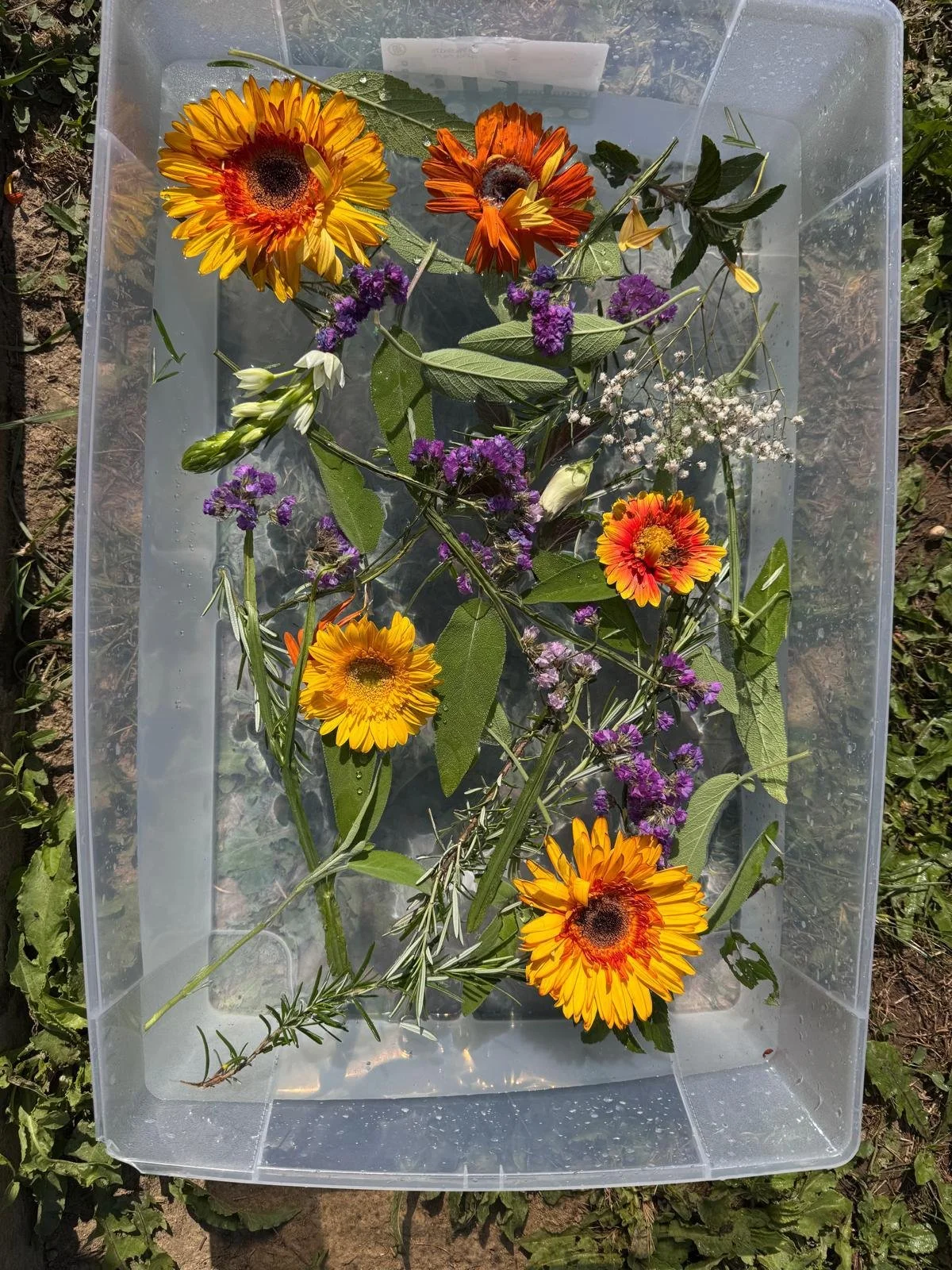 WhatsApp Image 2026-02-03 at 08.34.48.jpeg