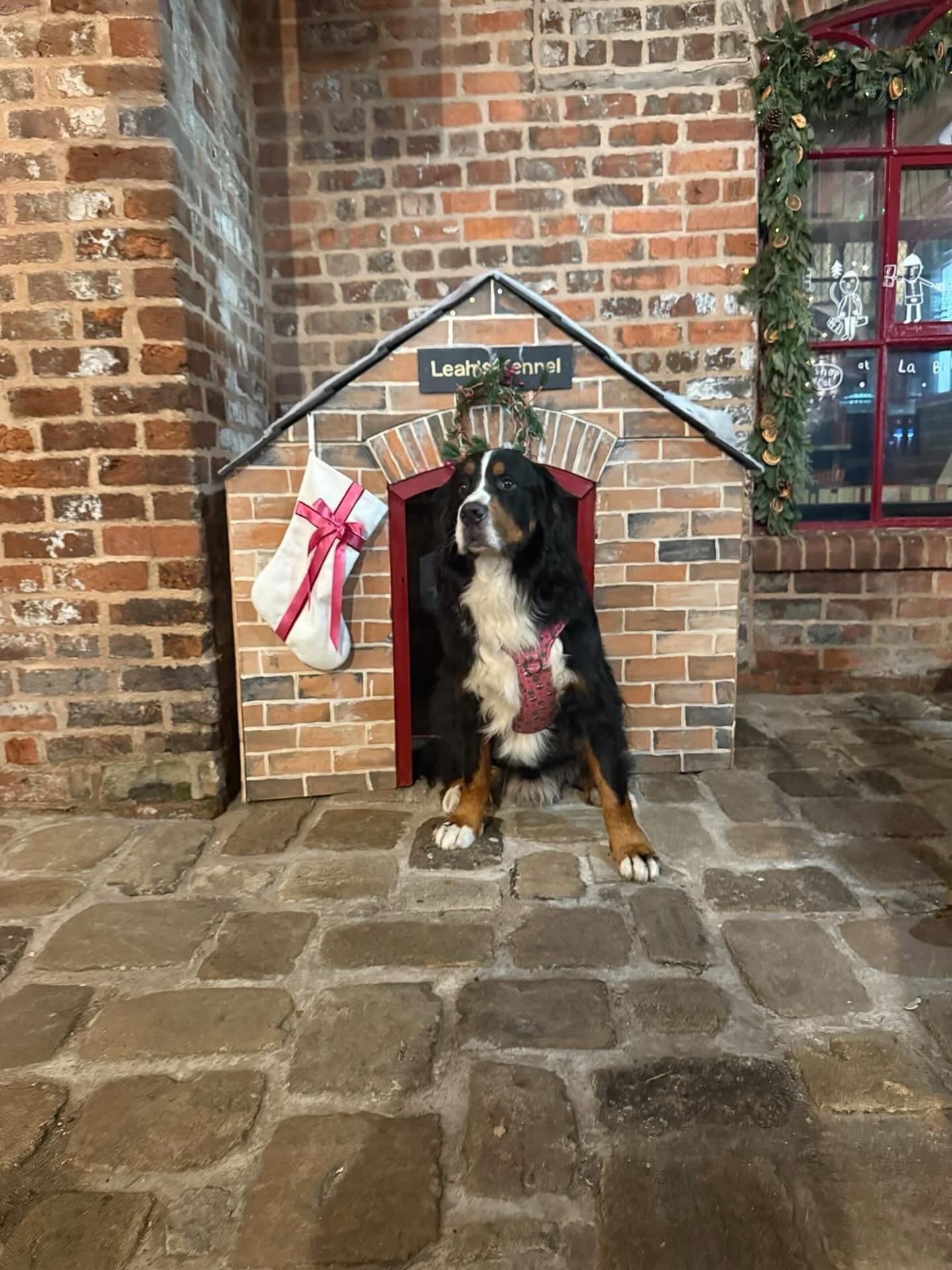 We&rsquo;ve absolutely love seeing your pup pics in our Christmas kennel setup, just look at Bear 🥺

Keep them coming and don&rsquo;t forget to tag us so we can spot your festive doggos too 🤩

📸 - @bmdmrbear