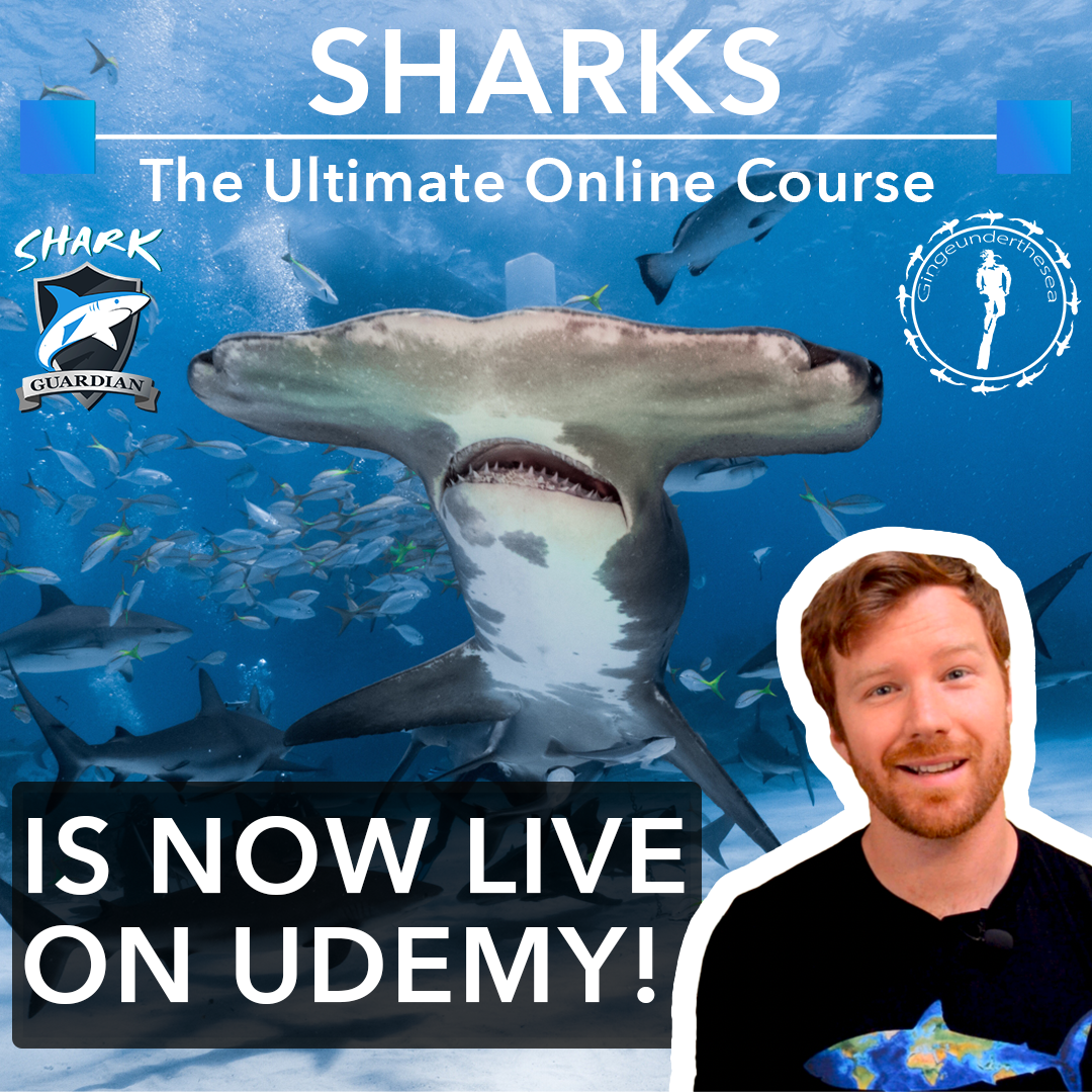 Online Shark Course