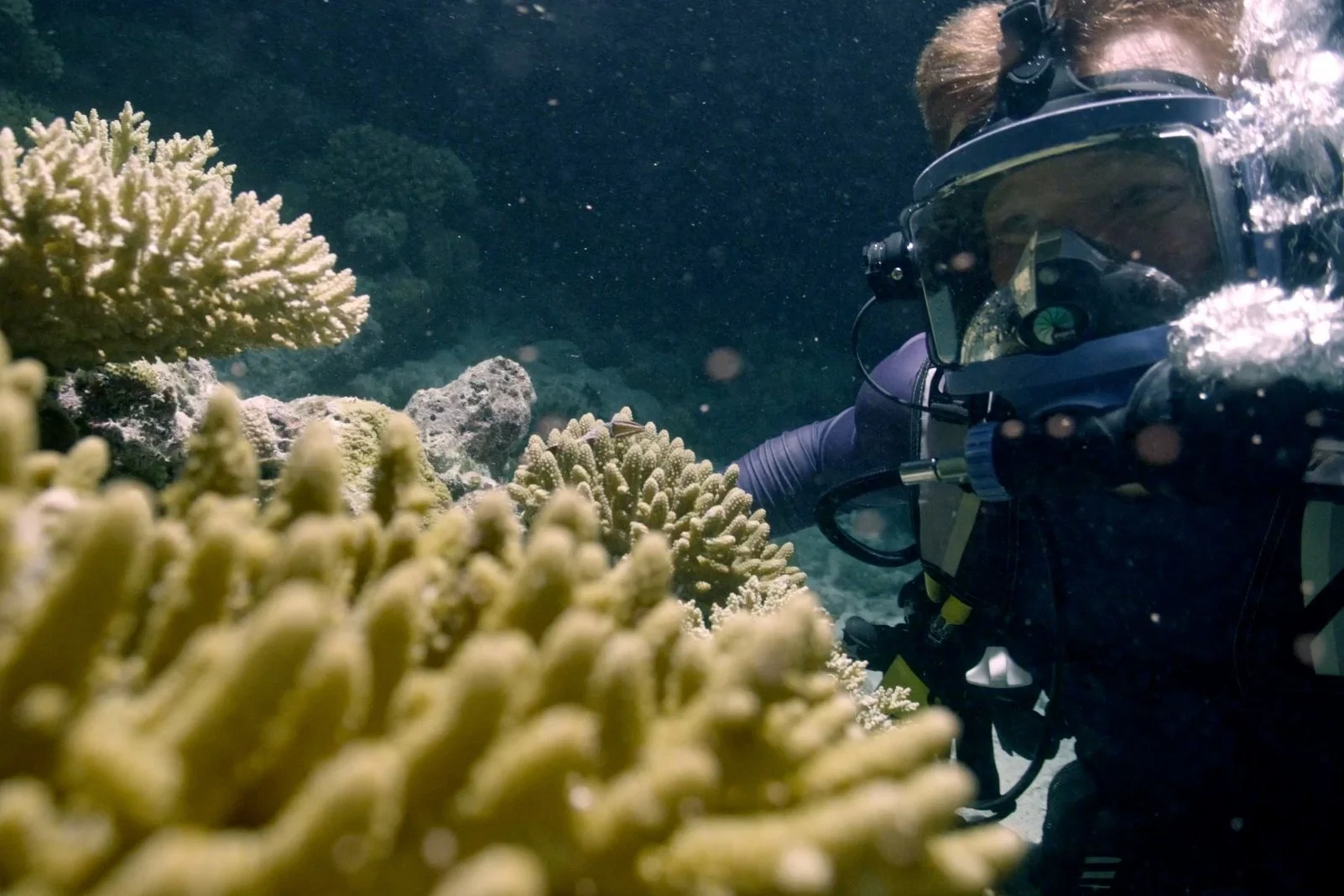 Maldives Coral Project