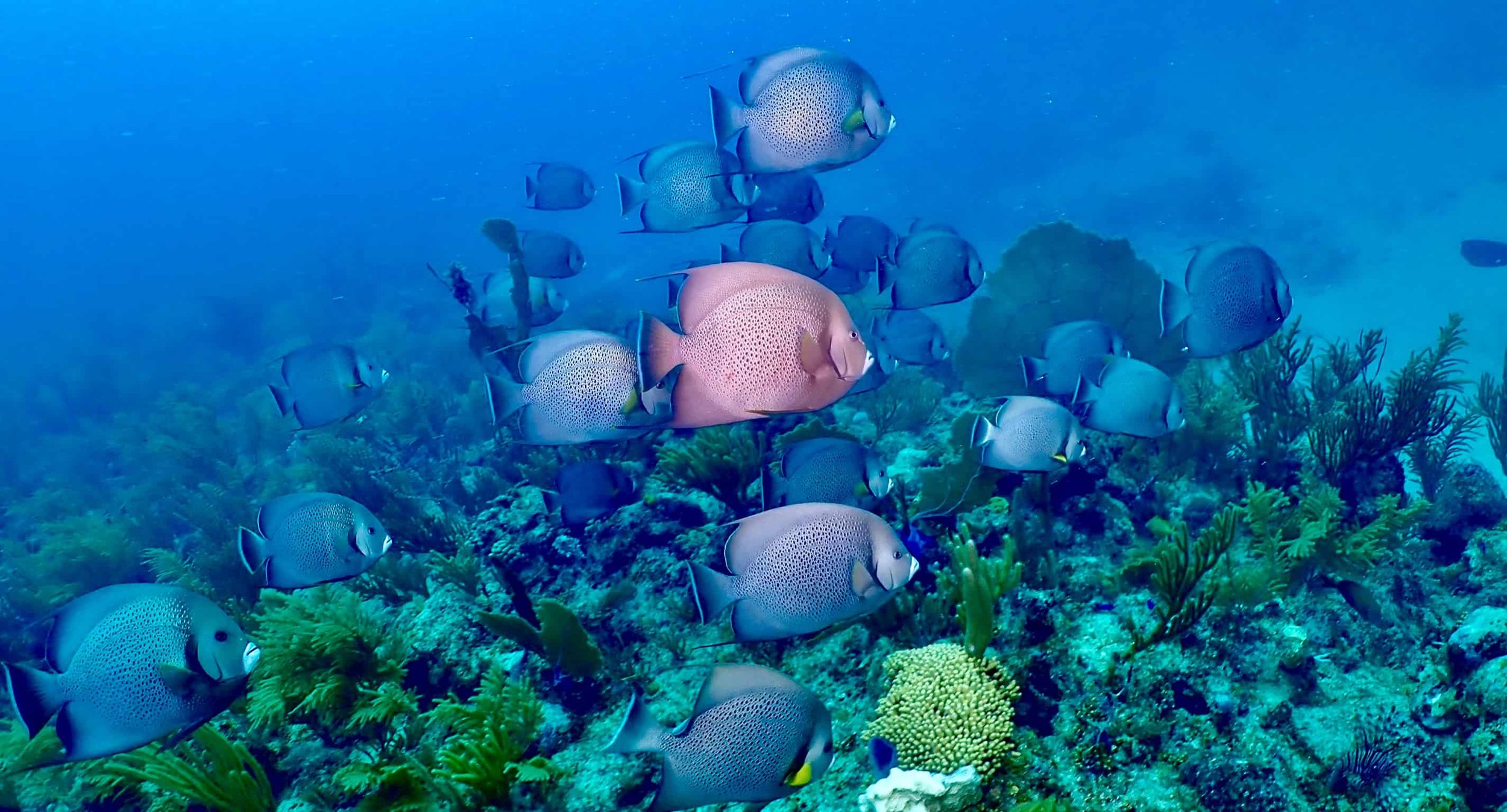 school of angel fishes
