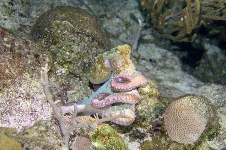 octopus spotted on night dive in tulum with mexidivers