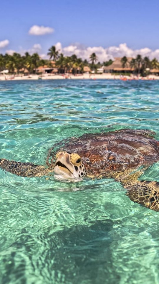 Still staring at your screen dreaming of crystal-clear waters?
Drop the phone. Book the flight. Tulum, México is waiting for you. 🌴💦
📸 @sebastianalonzolabarthe 🙏🏽
#Tulum
#VisitTulum
#TulumVibes
#TulumParadise
#TulumBeach
#TulumLife
#Tul
