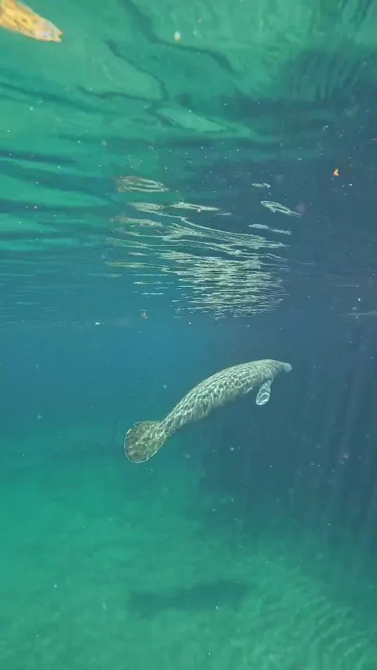 Have you ever seen a MANATI? π
Well… here’s your chance! πβ¨
Until September 15th, book your spot for Mexico’s Independence Day celebration! ππ²π½
Enjoy -15% off on all our services with the code:
INDEPENDENCIA ποΈ
Don’t
