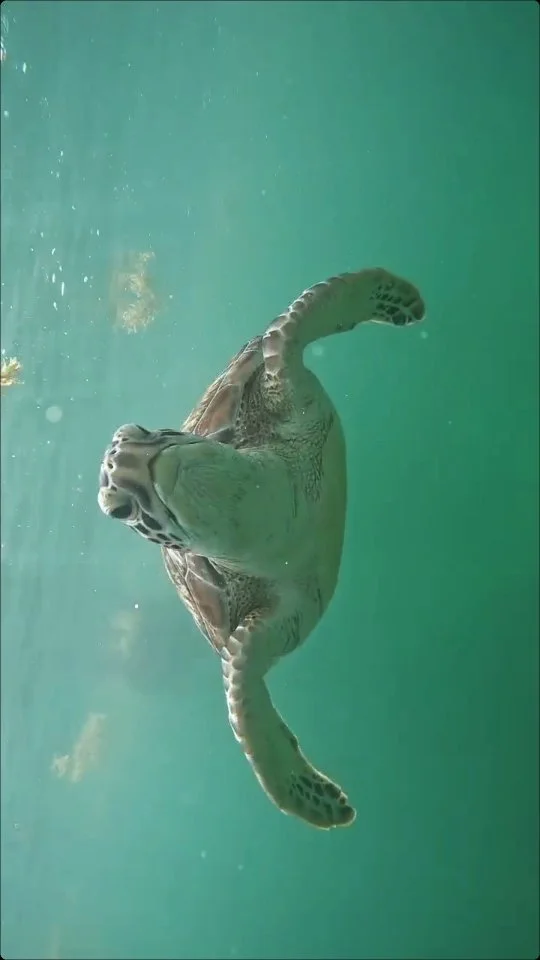 Bonito día nublado en Tulum π₯οΈπ
Snorkel con tortugas π’β¨ y un poquito de “ensalada del mar” π±πͺΈ
Ya reservaste tu lugar con nosotros?
Descubre Tulum desde el mar! π
—
Beautiful cloudy day in Tulum π₯οΈπ
Snorkeling with tur