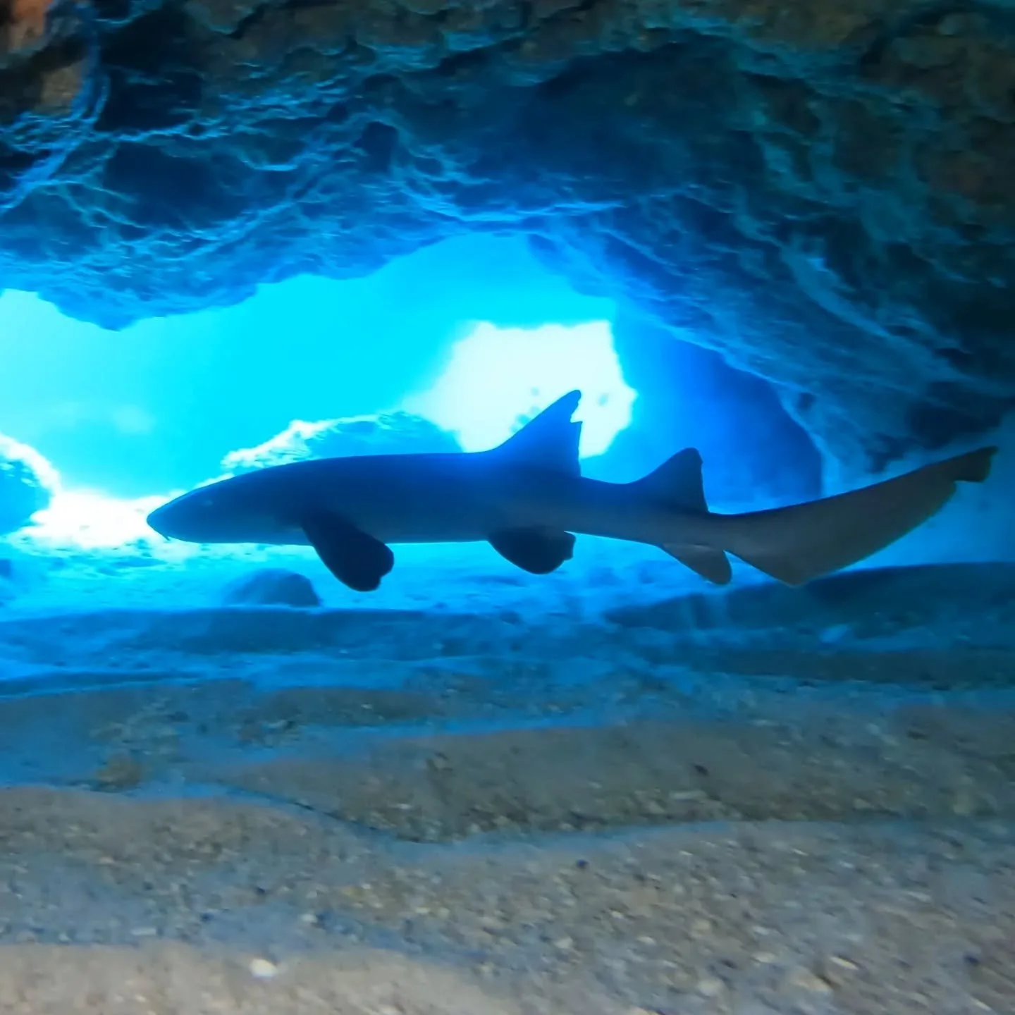 Que luz.... π©΅
π²π½Para reservar tu buceo, escríbenos!
La vida marina de Tulum es simplemente increíble.
Reserva en DM π
πΊπΈWhat a light… π©΅
To book your dive, message us!
The marine life in Tulum is simply amazing.
DM for bo