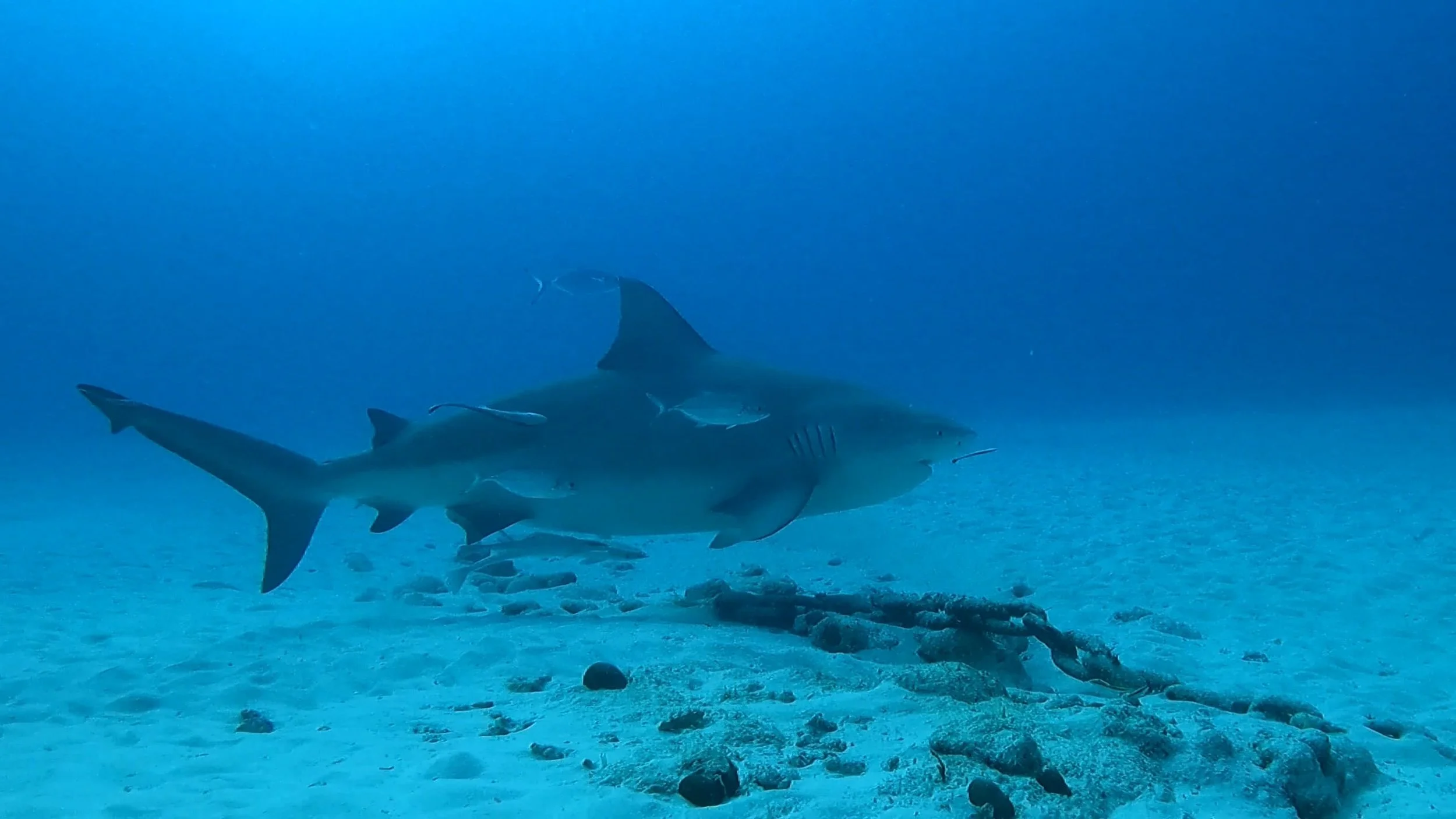 Bull Shark Season in Playa del Carmen: Guide for Divers Staying in Tulum (2024–2025 Update)
